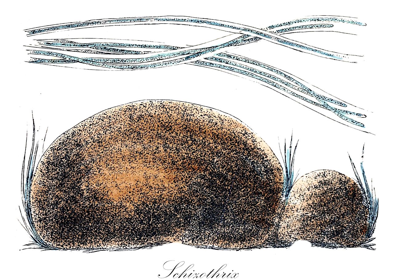 Schizothrix - Oscillatoriaceae,Biota,Bacteria,Negibacteria,Cyanobacteria,Cyanophyceae,Nostocales,Oscillatoriaceae,Schizothrix