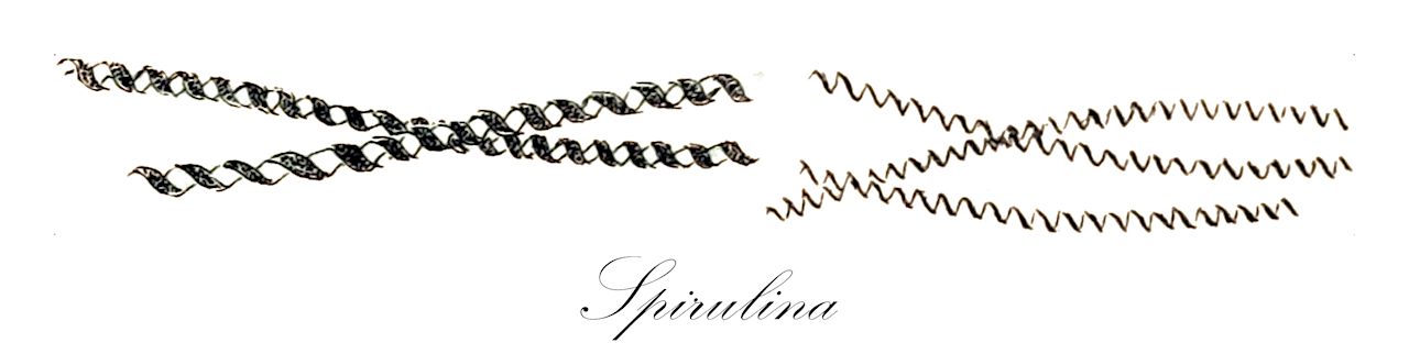 Spirulina - Oscillatoriaceae,Biota,Bacteria,Negibacteria,Cyanobacteria,Cyanophyceae,Nostocales,Oscillatoriaceae,Spirulina