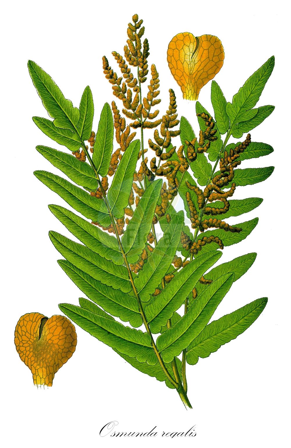 Osmunda regalis - Osmundaceae,Plantae,Pteridobiotina,Polypodiophyta,Polypodiopsida,Polypodiidae,Osmundales,Osmundaceae,Osmunda,Osmunda regalis,Aphyllocalpa regalis, Osmunda brayeri, Osmunda leschenaultii, Osmunda longifolia, Osmunda plumieri, Osmunda regalis var. brevifolia, Osmunda regalis var. capensis, Osmunda regalis var. longifolia, Osmunda regalis var. obtusifolia, Osmunda spectabilis var. palustris, Osmunda spicata, Polypodium acutum, Struthiopteris regalis,Königs-Rispenfarn;Königsfarn;Kammkönigsfarn;Zierlicher Königsfarn;Purpur-Königsfarn;Gewellter Königsfarn;royal fern;osmonde royale;regal fern;Fougère royale;osmonde royale;fougère aquatique;fougère fleurie;helecho real;lentejil;helecho macho;lantochil;helecho florido;helecho acuático;antojil;moco de pavo;Felce florida;Osmunda regale;koningsvaren;feto-real;afentos;fento-real;dentabrum;fento-de-flor;чистоус величавый;королевский папоротник;осмунда королевская;чистоус королевский;осмунда азиатская;осмунда коричная;чистоус азиатский;чистоус коричный;чистоустник азиатский;чистоустник коричный;kıraleğreltisi;osmundë;falguera reïal;safsa;kongebregne;długosz królewski;zenmai;ゼンマイ;királypáfrány;podezřeň královská;osmunda kráľovská;величествена;голяма осмунда;величествена осмунда;kongsbregne;kuningassaniainen;οσμούνδα;San Joan iratzea;zǐ qí;紫萁