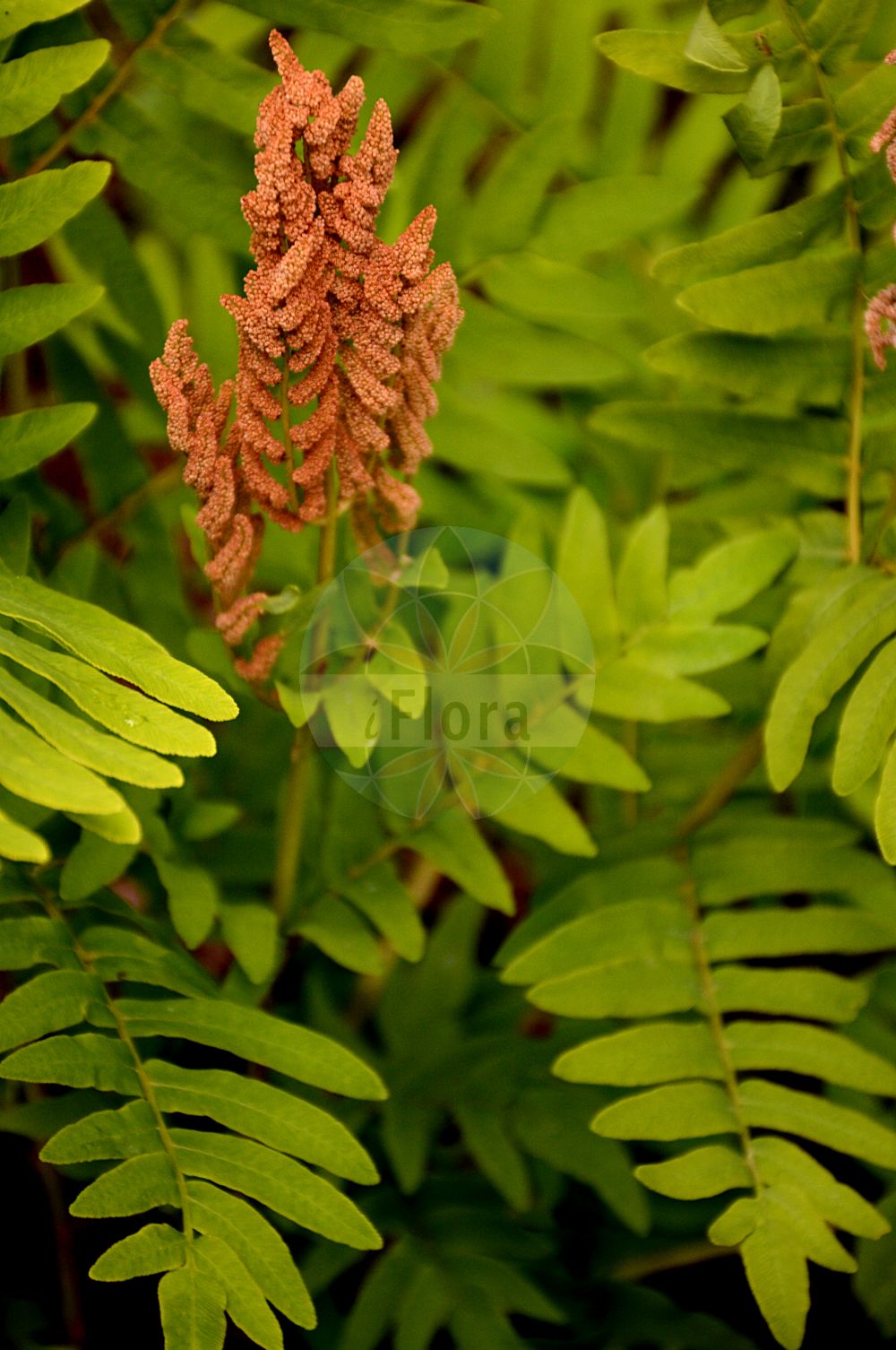 Osmunda regalis - Osmundaceae,Plantae,Pteridobiotina,Polypodiophyta,Polypodiopsida,Polypodiidae,Osmundales,Osmundaceae,Osmunda,Osmunda regalis,Aphyllocalpa regalis, Osmunda brayeri, Osmunda leschenaultii, Osmunda longifolia, Osmunda plumieri, Osmunda regalis var. brevifolia, Osmunda regalis var. capensis, Osmunda regalis var. longifolia, Osmunda regalis var. obtusifolia, Osmunda spectabilis var. palustris, Osmunda spicata, Polypodium acutum, Struthiopteris regalis,Königs-Rispenfarn;Königsfarn;Kammkönigsfarn;Zierlicher Königsfarn;Purpur-Königsfarn;Gewellter Königsfarn;royal fern;osmonde royale;regal fern;Fougère royale;osmonde royale;fougère aquatique;fougère fleurie;helecho real;lentejil;helecho macho;lantochil;helecho florido;helecho acuático;antojil;moco de pavo;Felce florida;Osmunda regale;koningsvaren;feto-real;afentos;fento-real;dentabrum;fento-de-flor;чистоус величавый;королевский папоротник;осмунда королевская;чистоус королевский;осмунда азиатская;осмунда коричная;чистоус азиатский;чистоус коричный;чистоустник азиатский;чистоустник коричный;kıraleğreltisi;osmundë;falguera reïal;safsa;kongebregne;długosz królewski;zenmai;ゼンマイ;királypáfrány;podezřeň královská;osmunda kráľovská;величествена;голяма осмунда;величествена осмунда;kongsbregne;kuningassaniainen;οσμούνδα;San Joan iratzea;zǐ qí;紫萁