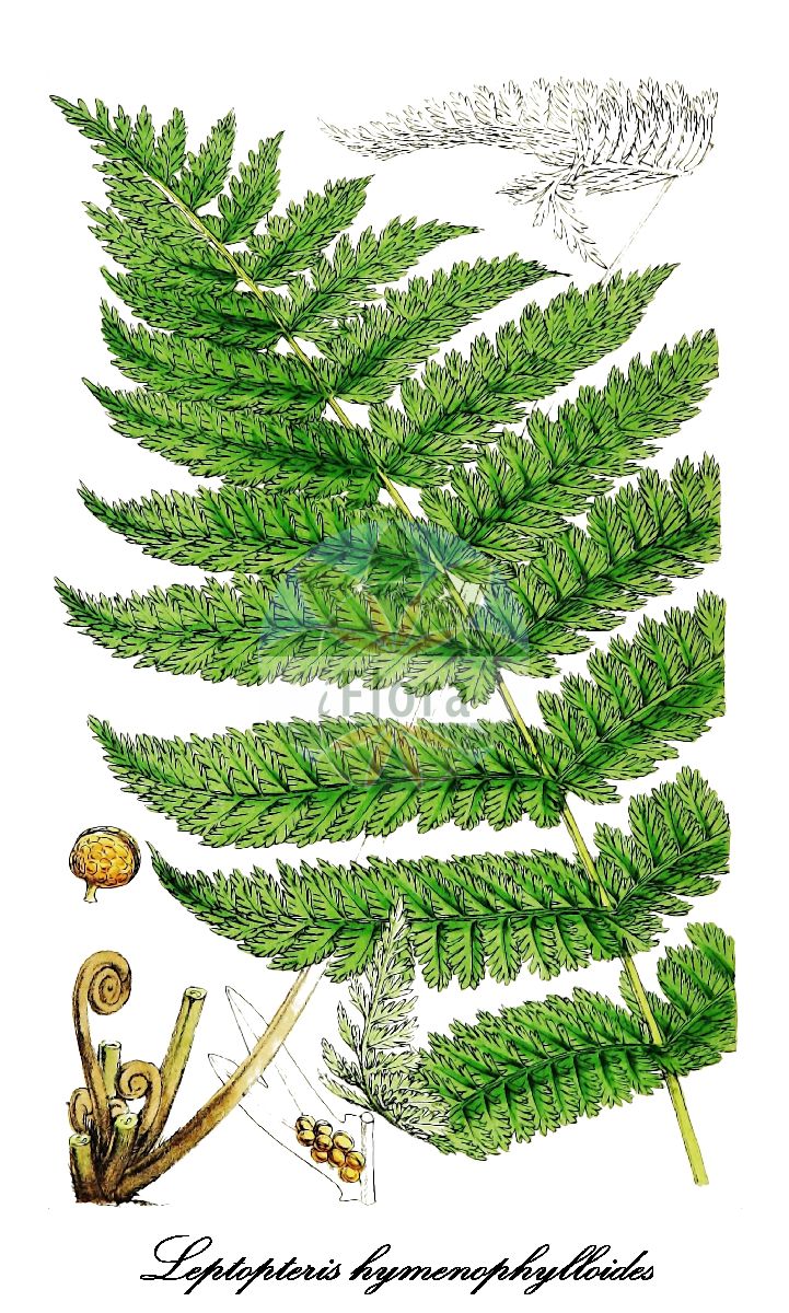 Leptopteris hymenophylloides - Osmundaceae,Plantae,Pteridobiotina,Polypodiophyta,Polypodiopsida,Polypodiidae,Osmundales,Osmundaceae,Leptopteris,Leptopteris hymenophylloides,Leptopteris marginata, Leptopteris pellucida, Osmunda hymenophylloides, Todea grandipinnula, Todea hymenophylloides, Todea marginata, Todea pellucida