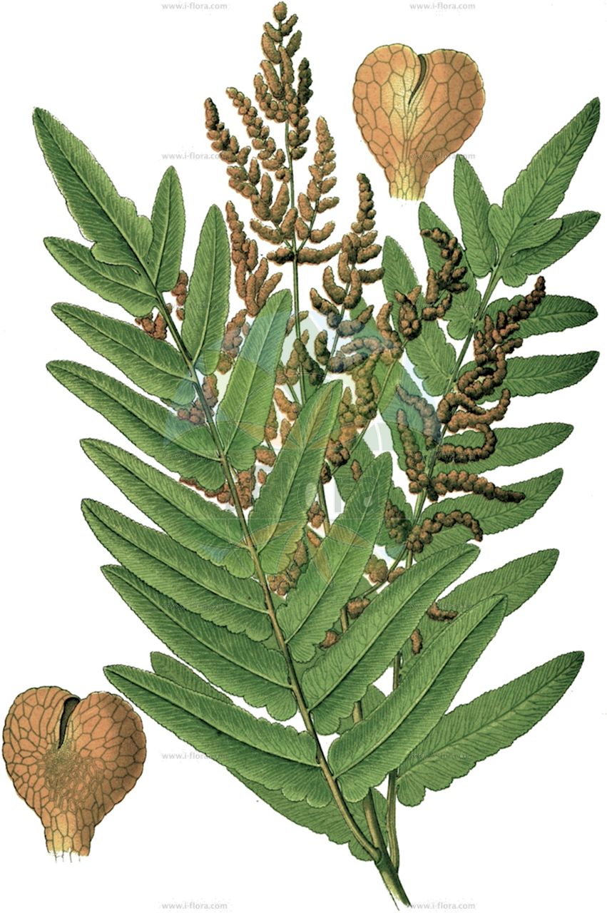 Osmunda regalis - Osmundaceae,Plantae,Pteridobiotina,Polypodiophyta,Polypodiopsida,Polypodiidae,Osmundales,Osmundaceae,Osmunda,Osmunda regalis,Aphyllocalpa regalis, Osmunda brayeri, Osmunda leschenaultii, Osmunda longifolia, Osmunda plumieri, Osmunda regalis var. brevifolia, Osmunda regalis var. capensis, Osmunda regalis var. longifolia, Osmunda regalis var. obtusifolia, Osmunda spectabilis var. palustris, Osmunda spicata, Polypodium acutum, Struthiopteris regalis,Königs-Rispenfarn;Königsfarn;Kammkönigsfarn;Zierlicher Königsfarn;Purpur-Königsfarn;Gewellter Königsfarn;royal fern;osmonde royale;regal fern;Fougère royale;osmonde royale;fougère aquatique;fougère fleurie;helecho real;lentejil;helecho macho;lantochil;helecho florido;helecho acuático;antojil;moco de pavo;Felce florida;Osmunda regale;koningsvaren;feto-real;afentos;fento-real;dentabrum;fento-de-flor;чистоус величавый;королевский папоротник;осмунда королевская;чистоус королевский;осмунда азиатская;осмунда коричная;чистоус азиатский;чистоус коричный;чистоустник азиатский;чистоустник коричный;kıraleğreltisi;osmundë;falguera reïal;safsa;kongebregne;długosz królewski;zenmai;ゼンマイ;királypáfrány;podezřeň královská;osmunda kráľovská;величествена;голяма осмунда;величествена осмунда;kongsbregne;kuningassaniainen;οσμούνδα;San Joan iratzea;zǐ qí;紫萁