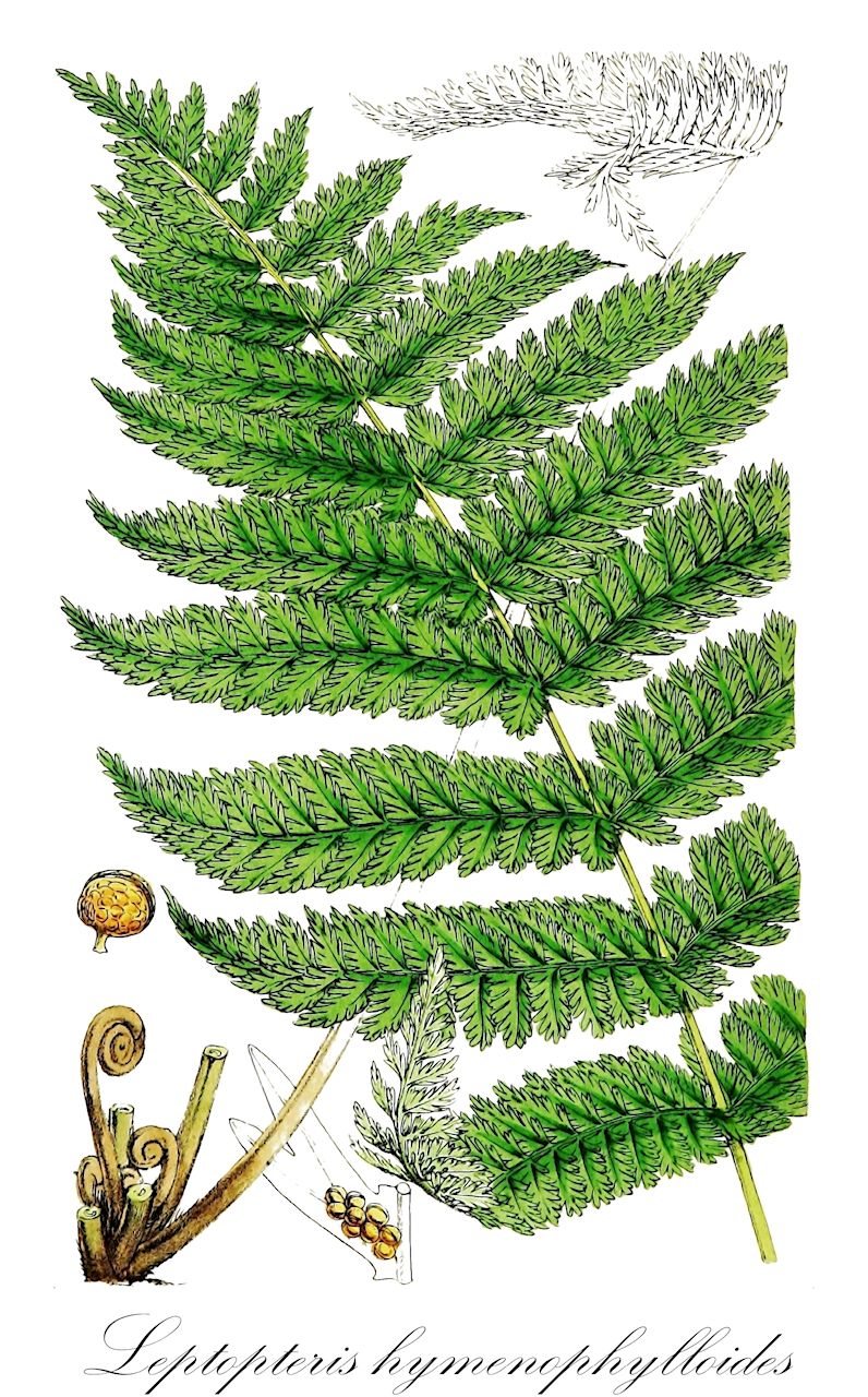 Leptopteris hymenophylloides - Osmundaceae,Plantae,Pteridobiotina,Polypodiophyta,Polypodiopsida,Polypodiidae,Osmundales,Osmundaceae,Leptopteris,Leptopteris hymenophylloides,Leptopteris marginata, Leptopteris pellucida, Osmunda hymenophylloides, Todea grandipinnula, Todea hymenophylloides, Todea marginata, Todea pellucida