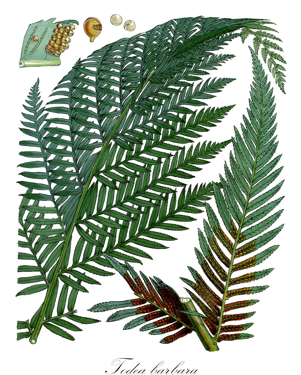 Todea barbara - Osmundaceae,Plantae,Pteridobiotina,Polypodiophyta,Polypodiopsida,Polypodiidae,Osmundales,Osmundaceae,Todea,Todea barbara,Acrostichum barbarum, Osmunda barbara, Osmunda totta, Todea africana, Todea africana var. litophylla, Todea antarctica var. australis, Todea barbara subsp. rivularis, Todea rivularis