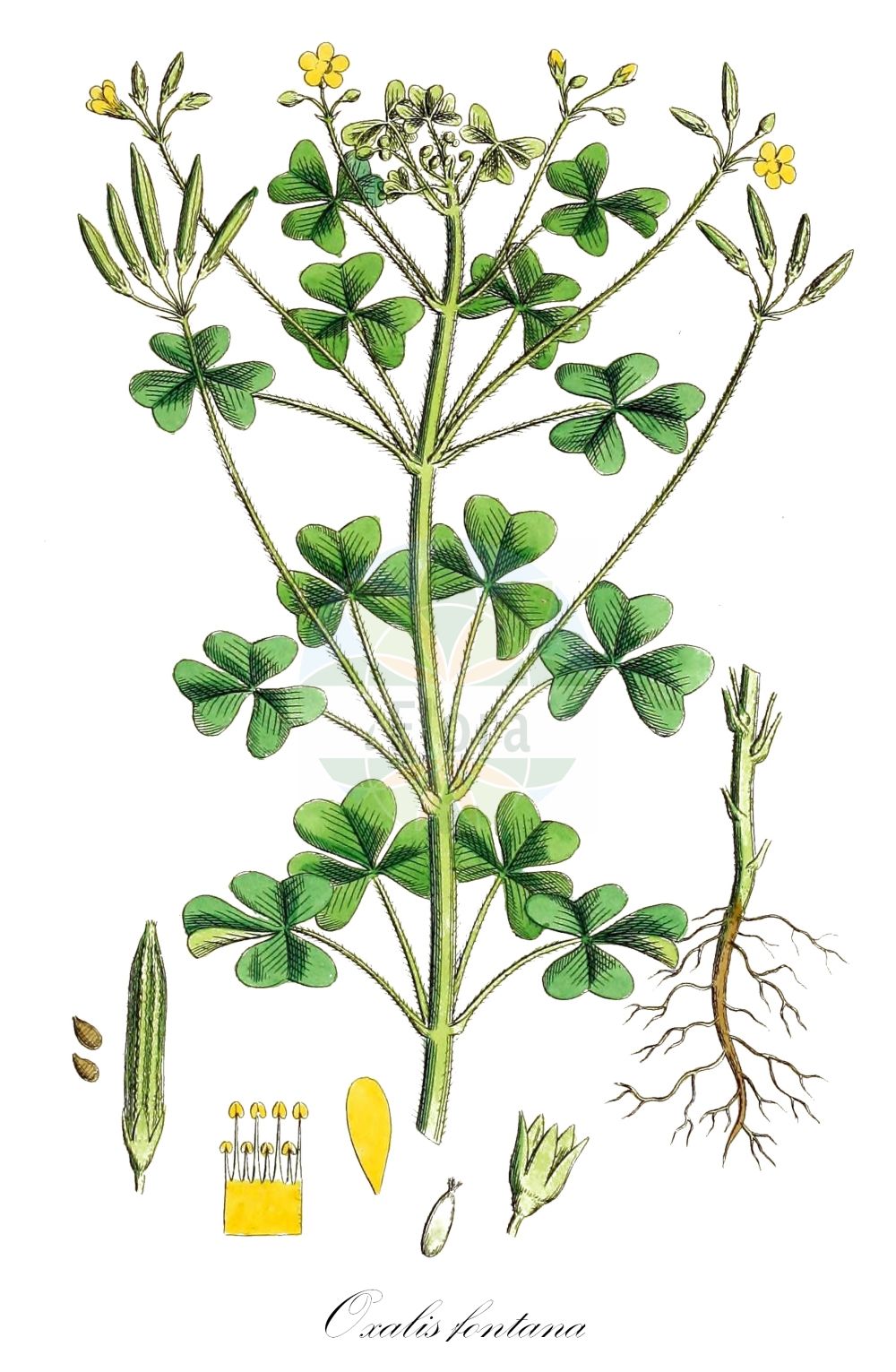 Oxalis stricta - Oxalidaceae,Plantae,Pteridobiotina,Angiosperms,Oxalidales,Oxalidaceae,Oxalis,Oxalis stricta,Acetosella chinensis, Acetosella fontana, Acetosella stricta, Ceratoxalis coloradensis, Ceratoxalis cymosa, Ceratoxalis stricta, Oxalis ambigua, Oxalis bushii, Oxalis chinensis, Oxalis coloradensis, Oxalis corniculata prol. navieri, Oxalis corniculata prol. stricta, Oxalis corniculata subsp. navieri, Oxalis corniculata subsp. stricta, Oxalis corniculata subvar. piletocarpa, Oxalis corniculata var. longepedunculata, Oxalis corniculata var. stricta, Oxalis corniculata var. stricta, Oxalis cymosa, Oxalis dillenii var. piletorum, Oxalis europaea, Oxalis europaea f. cymosa, Oxalis europaea f. pallidiflora, Oxalis europaea f. pilosella, Oxalis europaea f. subglabrata, Oxalis europaea f. vestita, Oxalis europaea f. villicaulis, Oxalis europaea var. bushii, Oxalis europaea var. lanulosa, Oxalis fluminensis f. cymosa, Oxalis fluminensis f. pallidiflora, Oxalis fluminensis f. pilosella, Oxalis fluminensis f. subglabrata, Oxalis fluminensis f. vestita, Oxalis fluminensis f. villicaulis, Oxalis fluminensis var. bushii, Oxalis fontana, Oxalis fontana f. villicaulis, Oxalis fontana var. bushii, Oxalis fontana var. rufa, Oxalis interior, Oxalis interior, Oxalis lejeunei, Oxalis longepedunculata, Oxalis navieri, Oxalis oneidica, Oxalis repens var. stricta, Oxalis rufa, Oxalis shinanoensis, Oxalis stricta f. cymosa, Oxalis stricta f. decumbens, Oxalis stricta f. stricta, Oxalis stricta f. villicaulis, Oxalis stricta f. viridiflora, Oxalis stricta subsp. diffusa, Oxalis stricta var. bushii, Oxalis stricta var. decumbens, Oxalis stricta var. diffusa, Oxalis stricta var. europaea, Oxalis stricta var. lejeunei, Oxalis stricta var. navieri, Oxalis stricta var. piletocarpa, Oxalis stricta var. piletorum, Oxalis stricta var. rufa, Oxalis stricta var. villicaulis, Oxalis stricta var. viridiflora, Oxys stricta, Xanthoxalis bushii, Xanthoxalis coloradensis, Xanthoxalis cymosa, Xanthoxalis dillenii var. piletocarpa, Xanthoxalis dillenii var. piletorum, Xanthoxalis europaea, Xanthoxalis europaea f. cymosa, Xanthoxalis europaea f. subglabrata, Xanthoxalis europaea f. vestita, Xanthoxalis europaea f. villicaulis, Xanthoxalis europaea var. bushii, Xanthoxalis fontana, Xanthoxalis fontana subsp. villicaulis, Xanthoxalis interior, Xanthoxalis rufa, Xanthoxalis stricta, Xanthoxalis stricta f. viridiflora, Xanthoxalis stricta subsp. villicaulis, Xanthoxalis stricta var. piletocarpa,Steifer Sauerklee;Europäischer Sauerklee;Aufrechter Sauerklee;upright yellow-sorrel;upright yellow wood-sorrel;common yellow sorrel;european wood sorrel;upright wood sorrel;yellow sorrel;common yellow oxalis;Oxalis dressé;oxalis raide;oxalis ambigu;pied de pigeon;oxalis jaune;oxalide d'Europe;oxalis d'Europe;oxalis des fontaines;oxalis droite;Acetosella minore;acetosella smilza;ossalide strisciante;wilde ruit;stijve klaverzuring;wilde ridderspoor;кислица прямостоячая;кислица европейская;жёлтая кислица ключевая;желтокислица европейская;желтокислица ключевая;желтокислица ручьевая;кислица ключевая;кислица приручейная;кислица торчащая;tharbtushë;europski cecelj;wilde reseda;klöversyra;klöveroxalis;rank surkløver;rank surklover;szczawik żółty;ezo-tachi-katabami;エゾタチカタバミ;ezotachikatabami;ôtachikatabami;ô-tachi-katabami;オッタチカタバミ;toga zajčja deteljica;felálló madársáska;parlagi madársóska;šťavel evropský;šťavel tuhý;kyslička tuhá;kysličkovec európsky;ксантоксаліс джерельна;sirge jänesekapsis;Eiropas zaķskābene;stivgaukesyre;pystykäenkaali;обични цецељ;statusis kiškiakopūstis;zhí cù jiāng cǎo;直酢浆草