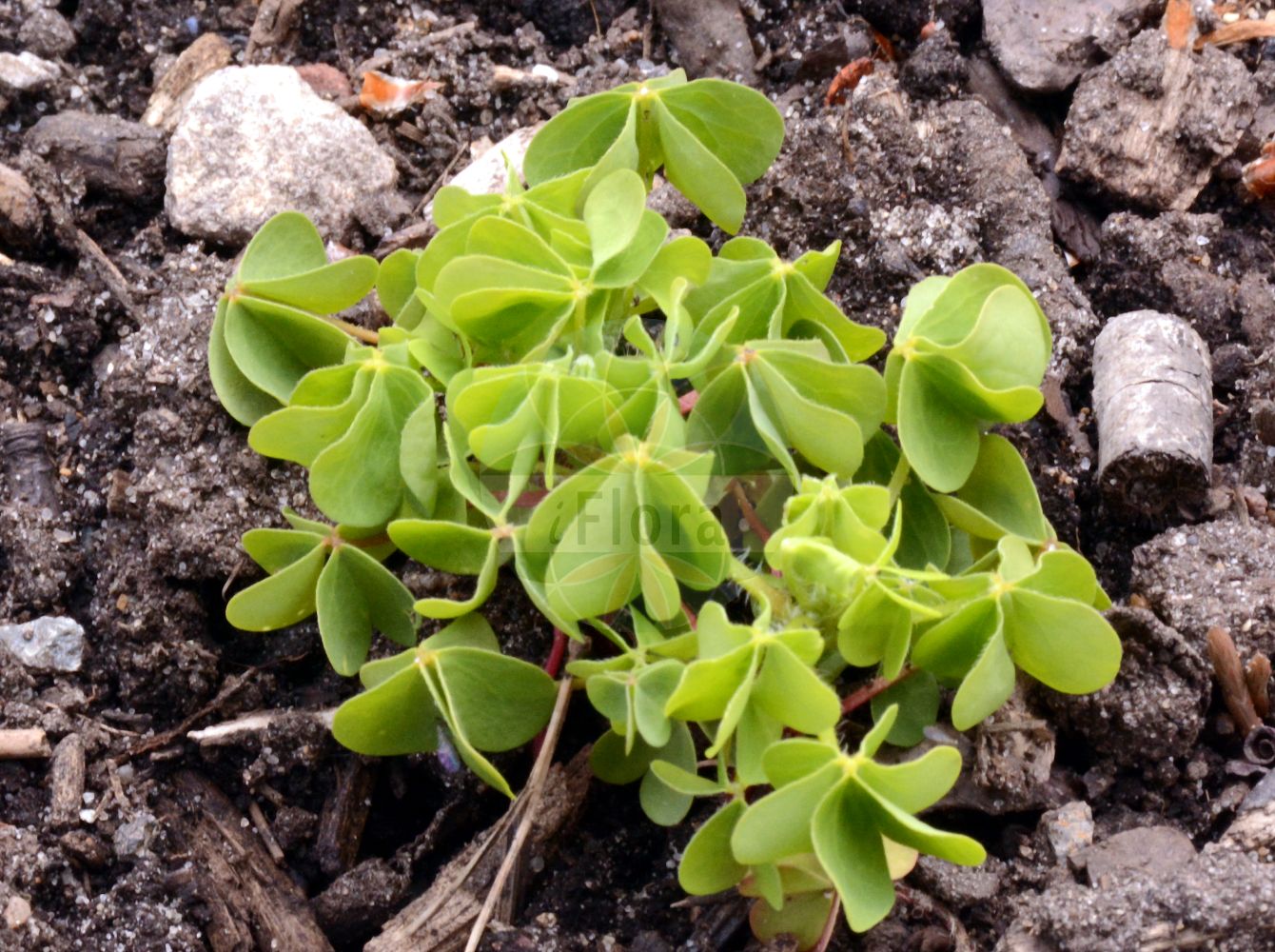 Oxalis dillenii - Oxalidaceae,Plantae,Pteridobiotina,Angiosperms,Oxalidales,Oxalidaceae,Oxalis,Oxalis dillenii,Oxalis arborea, Oxalis boreaui, Oxalis corniculata f. diffusa, Oxalis corniculata prol. diffusa, Oxalis corniculata var. dillenii, Oxalis corniculata var. lyonii, Oxalis diffusa, Oxalis dillenii var. radicans, Oxalis florida subsp. prostrata, Oxalis lyonii, Oxalis prostrata, Oxalis recurva var. floridana, Oxalis sanguinolaria, Xanthoxalis dillenii, Xanthoxalis lyonii,Dillens Sauerklee;Dillenius-Sauerklee;Dillenius' Sauerklee;sussex yellow-sorrel;common yellow wood-sorrel;slender yellow woodsorrel;dillen's woodsorrel;southern yellow woodsorrel;Oxalis de Dillenius;oxalis ambigu;Acetosella di Dillenius;жёлтая кислица Диллена;жёлтая кисличка прямостоячая;желтокислица прямостебельная;желтокислица прямостоячая;кислица торчащая;europski cecelj;prärieoxalis;stiv surkløver;szczawik Dillena;dillenijeva zajčja deteljica;dillenius-madársóska;šťavel prérijní;kysličkovec Dilleniov;ксантоксаліс діллена;дилениево киселиче;nurmikäenkaali