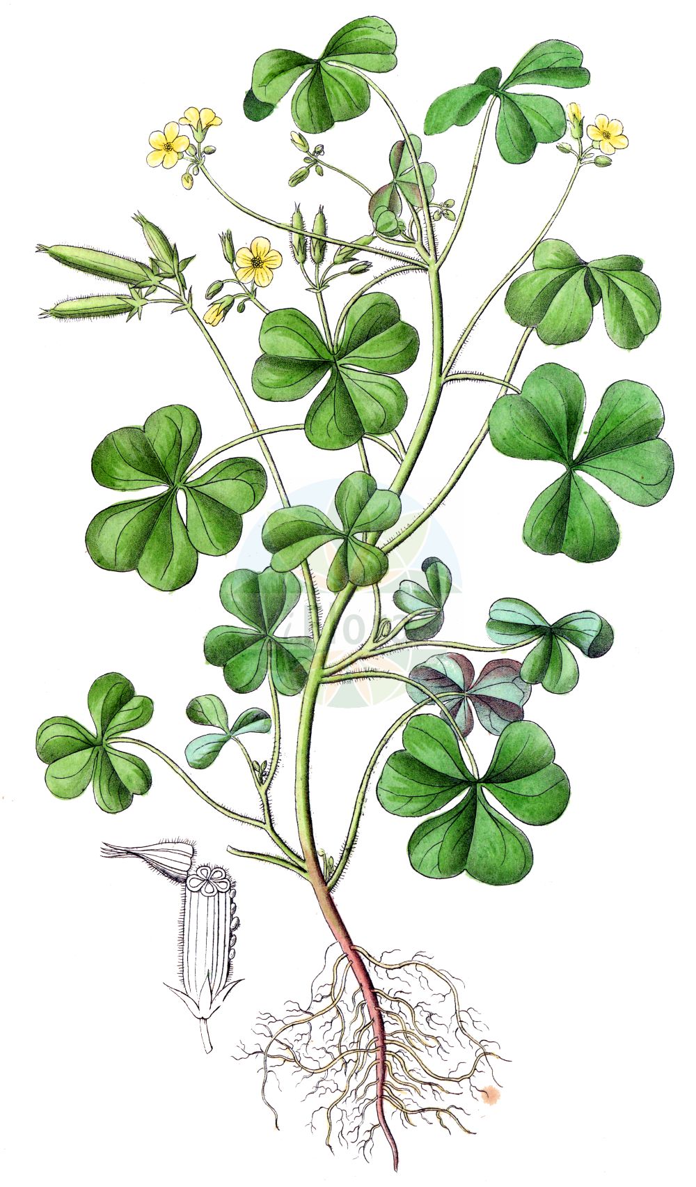 Oxalis stricta - Oxalidaceae,Plantae,Pteridobiotina,Angiosperms,Oxalidales,Oxalidaceae,Oxalis,Oxalis stricta,Acetosella chinensis, Acetosella fontana, Acetosella stricta, Ceratoxalis coloradensis, Ceratoxalis cymosa, Ceratoxalis stricta, Oxalis ambigua, Oxalis bushii, Oxalis chinensis, Oxalis coloradensis, Oxalis corniculata prol. navieri, Oxalis corniculata prol. stricta, Oxalis corniculata subsp. navieri, Oxalis corniculata subsp. stricta, Oxalis corniculata subvar. piletocarpa, Oxalis corniculata var. longepedunculata, Oxalis corniculata var. stricta, Oxalis corniculata var. stricta, Oxalis cymosa, Oxalis dillenii var. piletorum, Oxalis europaea, Oxalis europaea f. cymosa, Oxalis europaea f. pallidiflora, Oxalis europaea f. pilosella, Oxalis europaea f. subglabrata, Oxalis europaea f. vestita, Oxalis europaea f. villicaulis, Oxalis europaea var. bushii, Oxalis europaea var. lanulosa, Oxalis fluminensis f. cymosa, Oxalis fluminensis f. pallidiflora, Oxalis fluminensis f. pilosella, Oxalis fluminensis f. subglabrata, Oxalis fluminensis f. vestita, Oxalis fluminensis f. villicaulis, Oxalis fluminensis var. bushii, Oxalis fontana, Oxalis fontana f. villicaulis, Oxalis fontana var. bushii, Oxalis fontana var. rufa, Oxalis interior, Oxalis interior, Oxalis lejeunei, Oxalis longepedunculata, Oxalis navieri, Oxalis oneidica, Oxalis repens var. stricta, Oxalis rufa, Oxalis shinanoensis, Oxalis stricta f. cymosa, Oxalis stricta f. decumbens, Oxalis stricta f. stricta, Oxalis stricta f. villicaulis, Oxalis stricta f. viridiflora, Oxalis stricta subsp. diffusa, Oxalis stricta var. bushii, Oxalis stricta var. decumbens, Oxalis stricta var. diffusa, Oxalis stricta var. europaea, Oxalis stricta var. lejeunei, Oxalis stricta var. navieri, Oxalis stricta var. piletocarpa, Oxalis stricta var. piletorum, Oxalis stricta var. rufa, Oxalis stricta var. villicaulis, Oxalis stricta var. viridiflora, Oxys stricta, Xanthoxalis bushii, Xanthoxalis coloradensis, Xanthoxalis cymosa, Xanthoxalis dillenii var. piletocarpa, Xanthoxalis dillenii var. piletorum, Xanthoxalis europaea, Xanthoxalis europaea f. cymosa, Xanthoxalis europaea f. subglabrata, Xanthoxalis europaea f. vestita, Xanthoxalis europaea f. villicaulis, Xanthoxalis europaea var. bushii, Xanthoxalis fontana, Xanthoxalis fontana subsp. villicaulis, Xanthoxalis interior, Xanthoxalis rufa, Xanthoxalis stricta, Xanthoxalis stricta f. viridiflora, Xanthoxalis stricta subsp. villicaulis, Xanthoxalis stricta var. piletocarpa,Steifer Sauerklee;Europäischer Sauerklee;Aufrechter Sauerklee;upright yellow-sorrel;upright yellow wood-sorrel;common yellow sorrel;european wood sorrel;upright wood sorrel;yellow sorrel;common yellow oxalis;Oxalis dressé;oxalis raide;oxalis ambigu;pied de pigeon;oxalis jaune;oxalide d'Europe;oxalis d'Europe;oxalis des fontaines;oxalis droite;Acetosella minore;acetosella smilza;ossalide strisciante;wilde ruit;stijve klaverzuring;wilde ridderspoor;кислица прямостоячая;кислица европейская;жёлтая кислица ключевая;желтокислица европейская;желтокислица ключевая;желтокислица ручьевая;кислица ключевая;кислица приручейная;кислица торчащая;tharbtushë;europski cecelj;wilde reseda;klöversyra;klöveroxalis;rank surkløver;rank surklover;szczawik żółty;ezo-tachi-katabami;エゾタチカタバミ;ezotachikatabami;ôtachikatabami;ô-tachi-katabami;オッタチカタバミ;toga zajčja deteljica;felálló madársáska;parlagi madársóska;šťavel evropský;šťavel tuhý;kyslička tuhá;kysličkovec európsky;ксантоксаліс джерельна;sirge jänesekapsis;Eiropas zaķskābene;stivgaukesyre;pystykäenkaali;обични цецељ;statusis kiškiakopūstis;zhí cù jiāng cǎo;直酢浆草