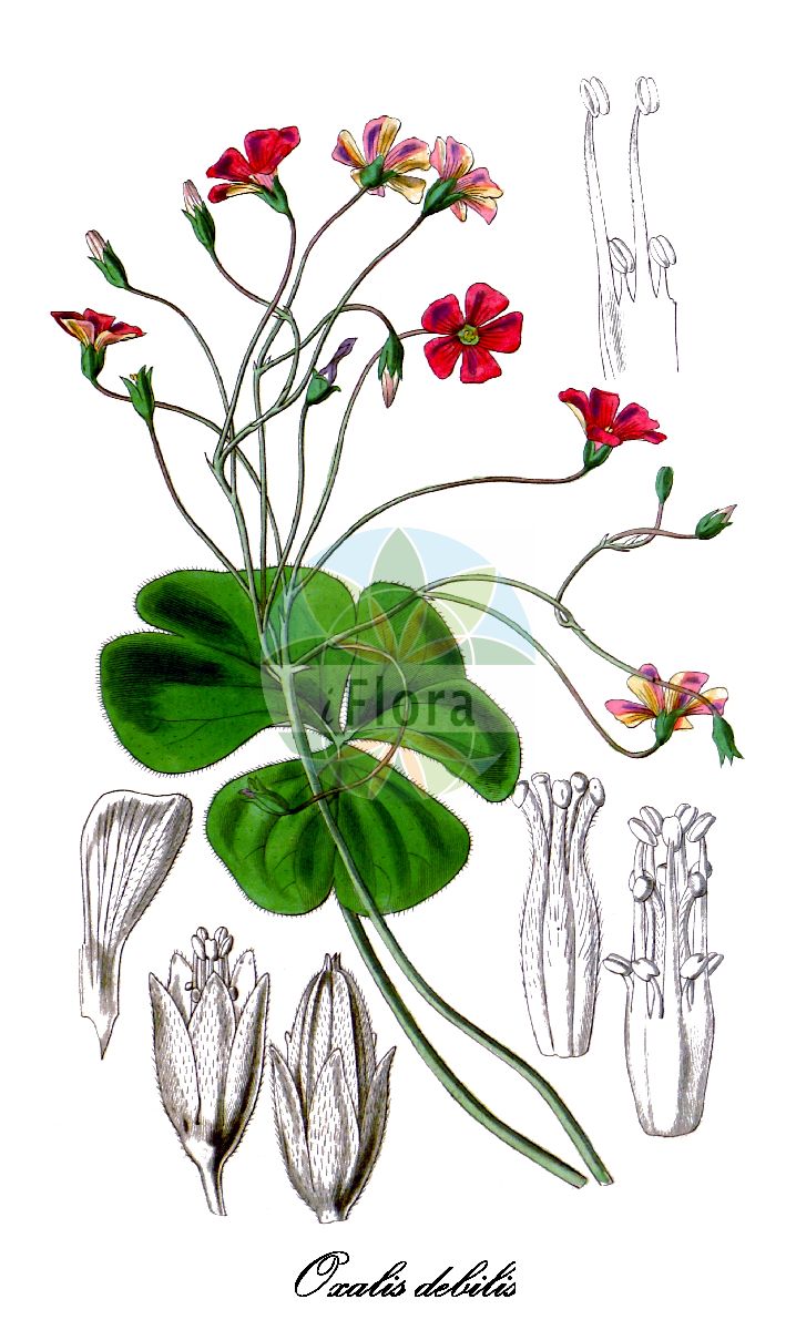 Oxalis debilis - Oxalidaceae,Plantae,Pteridobiotina,Angiosperms,Oxalidales,Oxalidaceae,Oxalis,Oxalis debilis,Acetosella debilis, Acetosella grandifolia, Acetosella martiana, Ionoxalis canaminensis, Ionoxalis martiana, Oxalis bipunctata, Oxalis bulbifera, Oxalis caripensis, Oxalis corymbosa, Oxalis debilis subsp. corymbosa, Oxalis debilis var. corymbosa, Oxalis debilis var. debilis, Oxalis gemella, Oxalis grandifolia, Oxalis huilensis, Oxalis macrophylla, Oxalis martiana, Oxalis martiana var. bipunctata, Oxalis multibulbosa, Oxalis pynaertii, Oxalis umbrosa, Oxalis urbica, Sassia debilis,Brasilianischer Sauerklee;large-flowered pink-sorrel;world-wide wood-sorrel;pink woodsorrel;oxalis chétive;oxalis en corymbe;azedinha;azedinha-de-sapo;erva-azeda-de-folhas-grandes;кислица розовая;кислица слабая;agrella;pa de cucut corimbós;trèvol bord;trèvol de jardí;vergonyoses;violins;murasaki-katabami;ムラサキカタバミ;rózsaszín;šťavel cibulkatý;kyslička cibuľkatá;hóng huā cù jiāng cǎo;红花酢浆草