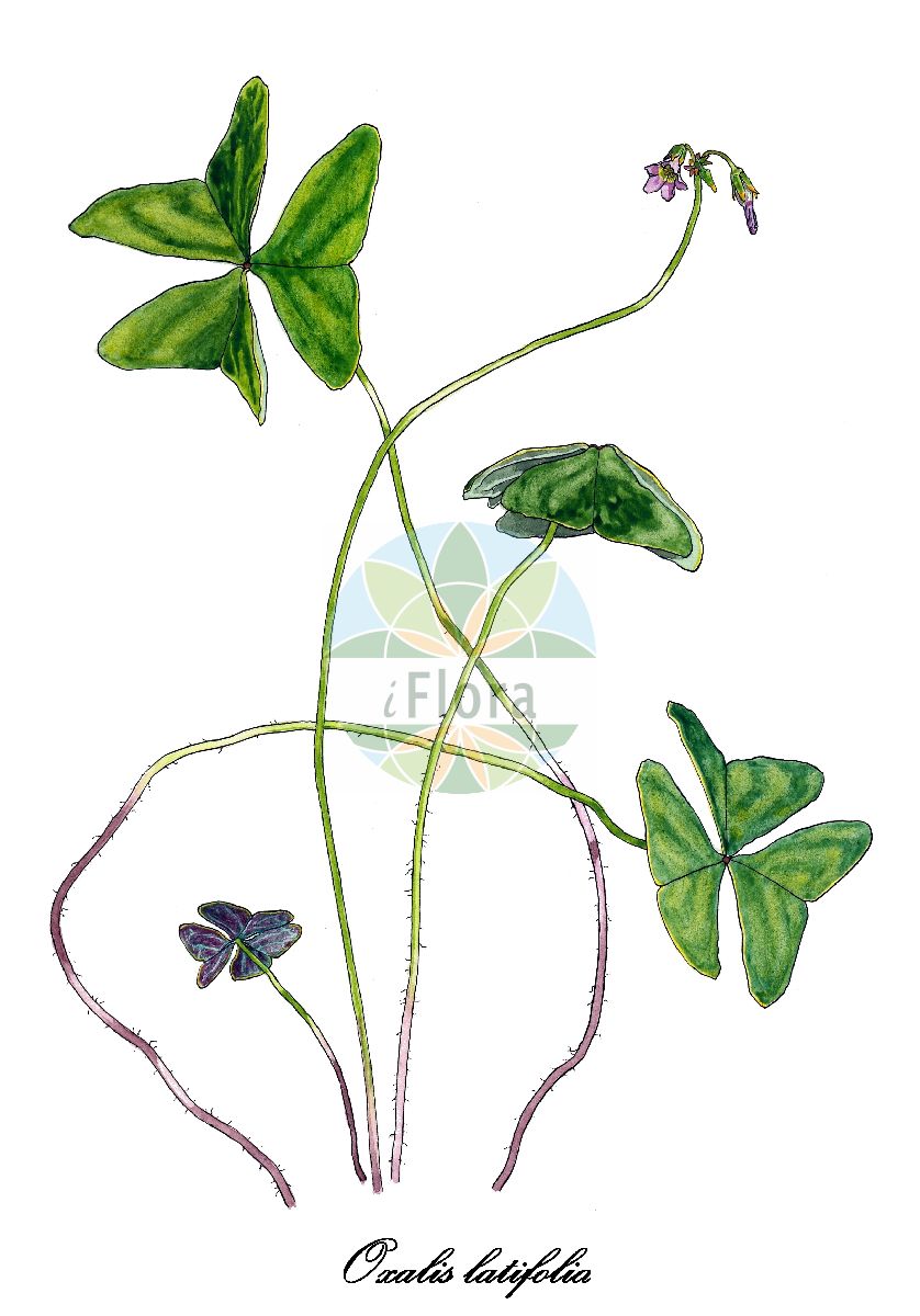 Oxalis latifolia - Oxalidaceae,Plantae,Pteridobiotina,Angiosperms,Oxalidales,Oxalidaceae,Oxalis,Oxalis latifolia,Acetosella violacea subsp. latifolia, Ionoxalis latifolia, Oxalis violacea subsp. latifolia, Sassia latifolia,Breitblättriger Sauerklee;garden pink-sorrel;broad-leaf wood-sorrel;red garden wood sorrel;broadleaf woodsorrel;oxalis à feuilles larges;oxalis à larges feuilles;chuminbederra;aleluya;boliche;cebollera;hierba mala;pan de cuco;trébol de huerta;trebolillo;vinagrera;vinagreta;acetosella a foglie larghe;azedinha-de-folhas-roxas;кислица широколиственная;pa de cucut de fulla ampla;vinagrera de fulla ampla;violins;šťavel širolistý;šťavel širolistý;eväkäenkaali