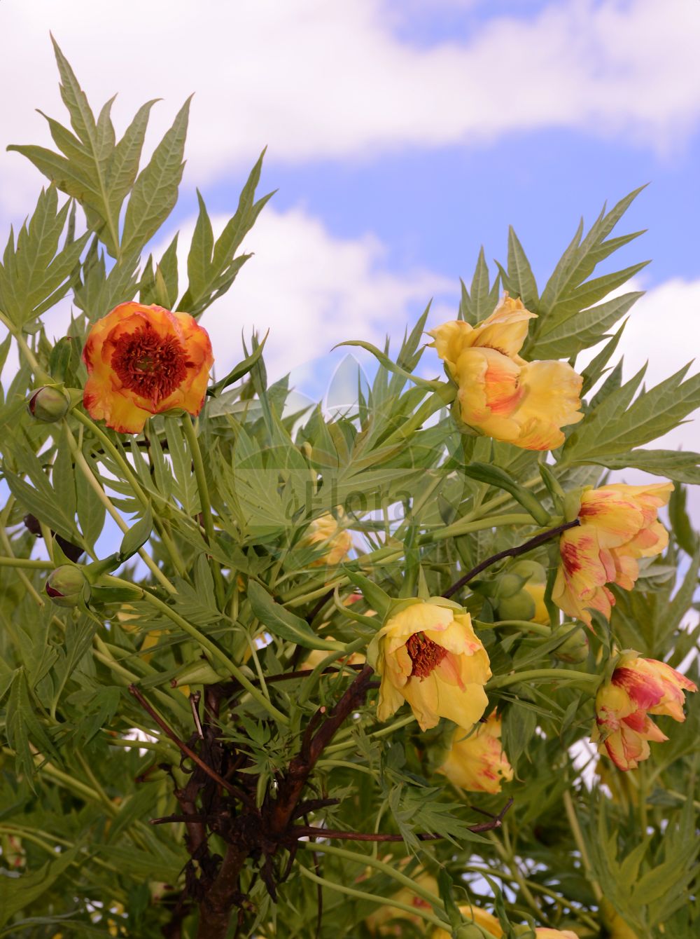 Paeonia delavayi - Paeoniaceae,Plantae,Pteridobiotina,Angiosperms,Saxifragales,Paeoniaceae,Paeonia,Paeonia delavayi,Paeonia delavayi f. alba, Paeonia delavayi f. lutea, Paeonia delavayi f. superba, Paeonia delavayi f. trollioides, Paeonia delavayi subsp. angustiloba, Paeonia delavayi subsp. lutea, Paeonia delavayi var. alba, Paeonia delavayi var. angustiloba, Paeonia delavayi var. atropurpurea, Paeonia delavayi var. delavayi, Paeonia delavayi var. lutea, Paeonia forrestii, Paeonia forrestii var. trollioides, Paeonia franchetii, Paeonia franchetti, Paeonia handel-mazzettii, Paeonia lutea, Paeonia lutea f. superba, Paeonia lutea var. superba, Paeonia lutea var. superba, Paeonia potaninii, Paeonia potaninii f. alba, Paeonia potaninii var. trollioides, Paeonia trollioides,Gelbe Pfingstrose;Potanin-Pfingstrose;Delavay-Pfingstrose;Delavays Pfingstrose;Delavays Strauchpfingstrose;Gelbe Strauch-Paeonie;Gelbe Strauch-Pfingstrose