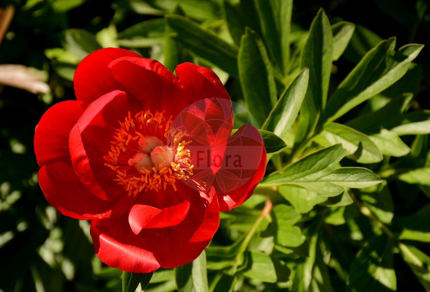 Paeonia peregrina - Paeoniaceae,Plantae,Pteridobiotina,Angiosperms,Saxifragales,Paeoniaceae,Paeonia,Paeonia peregrina,Paeonia byzantina, Paeonia decora, Paeonia decora var. elatior, Paeonia decora var. pallasii, Paeonia femina var. villosa, Paeonia foliosa, Paeonia humilis var. villosa, Paeonia multifida, Paeonia officinalis subsp. villosa, Paeonia officinalis var. peregrina, Paeonia officinalis var. tartarica, Paeonia officinalis var. villosa, Paeonia peregrina var. villosa, Paeonia romanica, Paeonia splendens, Paeonia tartarica, Paeonia tatarica,Fremde Pfingstrose;pivoine voyageuse;peonia pellegrina;пион иноземный;bocur;bozhure;božur;bujor de padure;красив божур;червен божур;божур