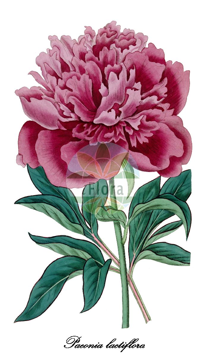 Paeonia lactiflora - Paeoniaceae,Plantae,Pteridobiotina,Angiosperms,Saxifragales,Paeoniaceae,Paeonia,Paeonia lactiflora,Paeonia albiflora, Paeonia albiflora f. hirta, Paeonia albiflora f. nuda, Paeonia albiflora f. pilifera, Paeonia albiflora f. pilosella, Paeonia albiflora var. edulis, Paeonia albiflora var. fragrans, Paeonia albiflora var. humei, Paeonia albiflora var. pottsii, Paeonia albiflora var. pubescens, Paeonia albiflora var. purpurea, Paeonia albiflora var. spontanea, Paeonia albiflora var. trichocarpa, Paeonia albiflora var. whitleyi, Paeonia edulis, Paeonia edulis var. reevesiana, Paeonia edulis var. sinensis, Paeonia fragrans, Paeonia fragrans, Paeonia humei, Paeonia lactea, Paeonia lactiflora f. nuda, Paeonia lactiflora f. pilosella, Paeonia lactiflora var. hirta, Paeonia lactiflora var. lactiflora, Paeonia lactiflora var. trichocarpa, Paeonia lactiflora var. villosa, Paeonia lobata, Paeonia makoya, Paeonia makoya, Paeonia reevesiana, Paeonia sinensis, Paeonia whitleyi, Paeonia yui,Chinesische Pfingstrose;hybrides Lactiflora pivoine;pivoine de Chine;pivoine;Chineese pioen;Chinese pioen;пион белоцветковый;пион китайский;пион молочноцветковый;пион японский;luktpion;silke-pæon;piwonia chińska;シャクヤク;shakuyaku;illatos bazsarózsa;pivoňka čínská;pivonka čínska;kinapeon;kiinanpioni;sháo yào;芍药