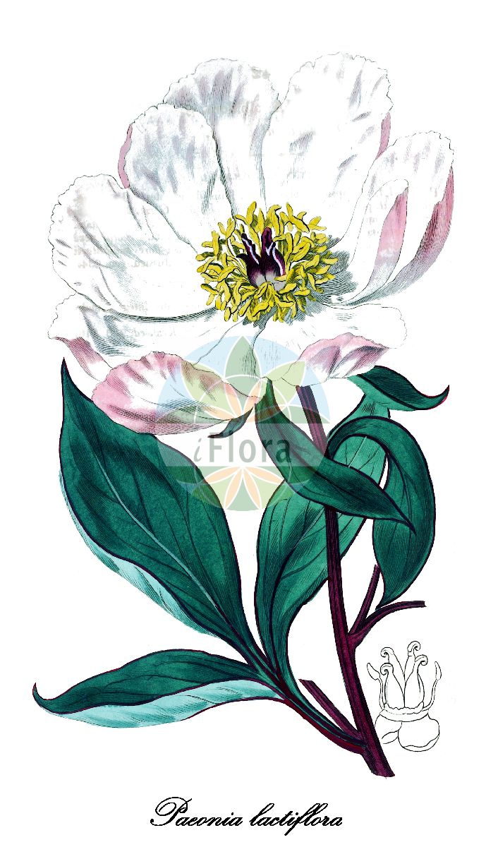 Paeonia lactiflora - Paeoniaceae,Plantae,Pteridobiotina,Angiosperms,Saxifragales,Paeoniaceae,Paeonia,Paeonia lactiflora,Paeonia albiflora, Paeonia albiflora f. hirta, Paeonia albiflora f. nuda, Paeonia albiflora f. pilifera, Paeonia albiflora f. pilosella, Paeonia albiflora var. edulis, Paeonia albiflora var. fragrans, Paeonia albiflora var. humei, Paeonia albiflora var. pottsii, Paeonia albiflora var. pubescens, Paeonia albiflora var. purpurea, Paeonia albiflora var. spontanea, Paeonia albiflora var. trichocarpa, Paeonia albiflora var. whitleyi, Paeonia edulis, Paeonia edulis var. reevesiana, Paeonia edulis var. sinensis, Paeonia fragrans, Paeonia fragrans, Paeonia humei, Paeonia lactea, Paeonia lactiflora f. nuda, Paeonia lactiflora f. pilosella, Paeonia lactiflora var. hirta, Paeonia lactiflora var. lactiflora, Paeonia lactiflora var. trichocarpa, Paeonia lactiflora var. villosa, Paeonia lobata, Paeonia makoya, Paeonia makoya, Paeonia reevesiana, Paeonia sinensis, Paeonia whitleyi, Paeonia yui,Chinesische Pfingstrose;hybrides Lactiflora pivoine;pivoine de Chine;pivoine;Chineese pioen;Chinese pioen;пион белоцветковый;пион китайский;пион молочноцветковый;пион японский;luktpion;silke-pæon;piwonia chińska;シャクヤク;shakuyaku;illatos bazsarózsa;pivoňka čínská;pivonka čínska;kinapeon;kiinanpioni;sháo yào;芍药