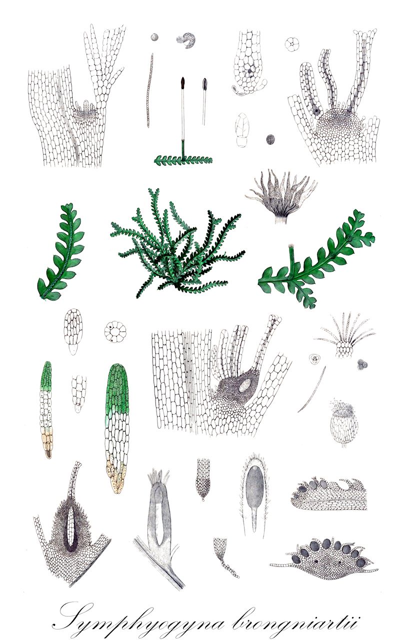 Symphyogyna brongniartii - Pallaviciniaceae,Plantae,Bryobiotina,Marchantiophyta,Jungermanniopsida,Pelliidae,Pallaviciniales,Pallaviciniaceae,Symphyogyna,Symphyogyna brongniartii,Amphibiophytum dioicum, Strozzia brongniartii, Symphyogyna brongniartii var. brongniartii, Symphyogyna brongniartii var. pinnatipartita, Symphyogyna brongniartii var. rigidiuscula, Symphyogyna dioica