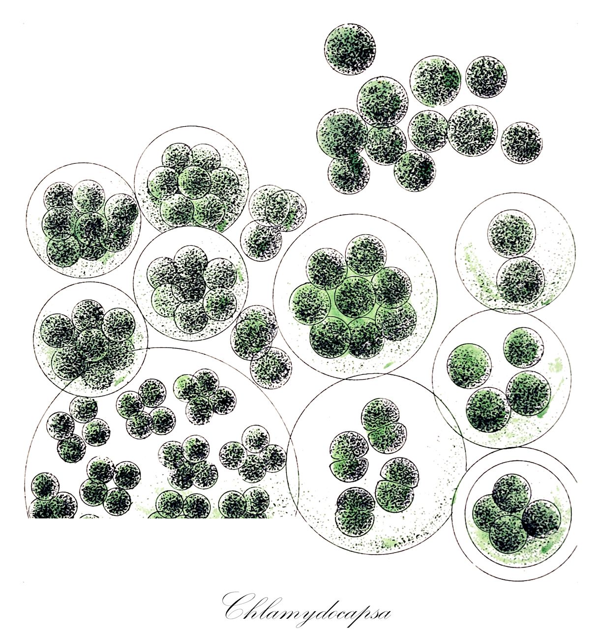 Chlamydocapsa - Chlorophyta,Biota,Plantae,Chlorophyta,Chlorophytina,Chlorophyceae,Chlamydomonadales,Palmellopsidaceae,Chlamydocapsa