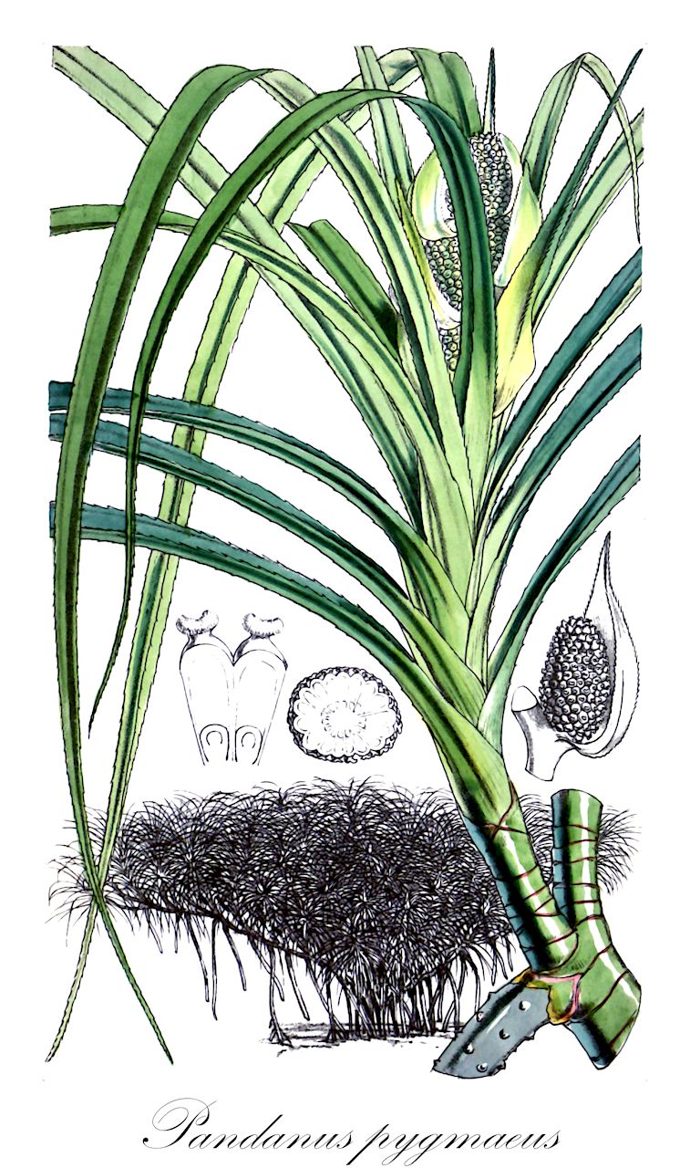 Pandanus pygmaeus - Pandanaceae,Plantae,Pteridobiotina,Angiosperms,Pandanales,Pandanaceae,Pandanus,Pandanus pygmaeus,Foullioya graminifolia, Foullioya racemosa, Freycinetia leucacantha, Pandanus racemosus