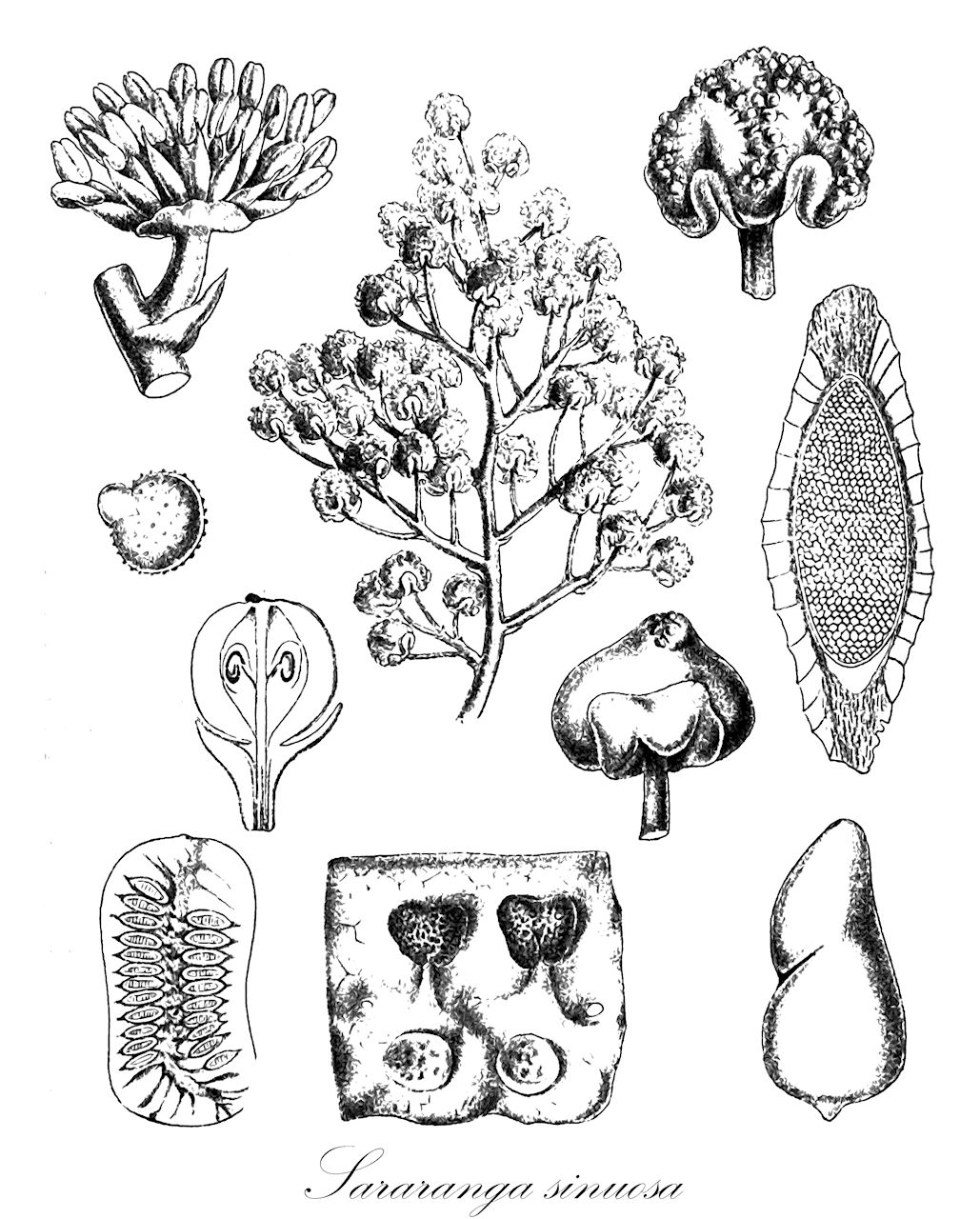Sararanga sinuosa - Pandanaceae,Plantae,Pteridobiotina,Angiosperms,Pandanales,Pandanaceae,Sararanga,Sararanga sinuosa