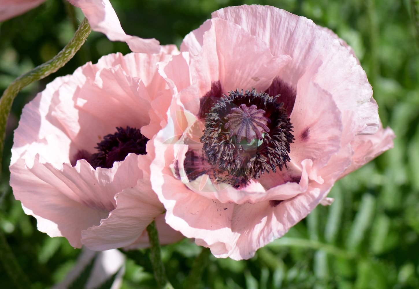 Papaver orientale - Papaveraceae,Plantae,Pteridobiotina,Angiosperms,Ranunculales,Papaveraceae,Papaveroideae,Papavereae,Papaver,Papaver orientale,Calomecon orientalis, Papaver dzeghamicum, Papaver grandiflorum, Papaver intermedium, Papaver lateritium subsp. monanthum, Papaver monanthum, Papaver orientale var. intermedium, Papaver paucifoliatum,Orientalischer Mohn;Türkischer Mohn;oriental poppy;Pavot d'Orient;pavot oriental;adomidera oriental;papavero orientale;Oosterse papaver;мак восточный;alahaşhaş;mak žuti;jätte-vallmo;jättevallmo;orientvallmo;mak wschodni;onigeshi;orientaru・popî;オニゲシ;オリエンタル・ポピ;keleti mák;mák východní;mak východný;мак східний;orientvalmue;idänunnikko;жути мак;guǐ yīng sù;鬼罂粟