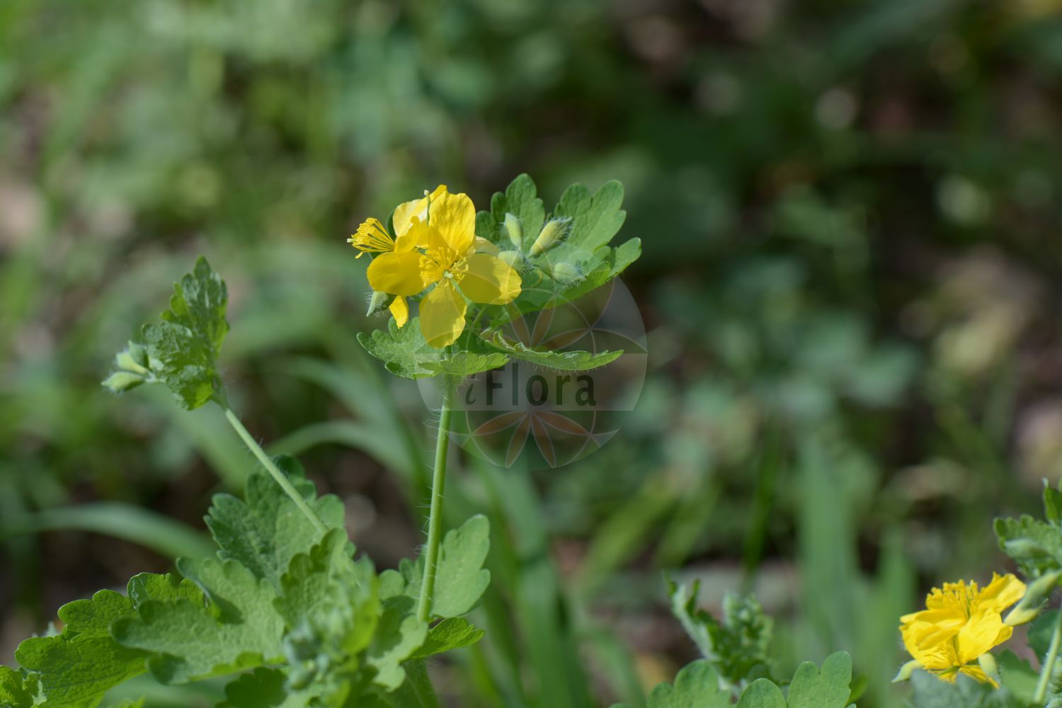 Chelidonium majus - Papaveraceae,Plantae,Pteridobiotina,Angiosperms,Ranunculales,Papaveraceae,Papaveroideae,Chelidonieae,Chelidonium,Chelidonium majus,Chelidonium haematodes, Chelidonium laciniatum, Chelidonium laciniatum var. fumariifolium, Chelidonium luteum, Chelidonium majus f. laciniatum, Chelidonium majus f. majus, Chelidonium majus f. quercifolium, Chelidonium majus subsp. laciniatum, Chelidonium majus var. fumariifolium, Chelidonium majus var. grandiflorum, Chelidonium majus var. laciniatum, Chelidonium majus var. laciniatum, Chelidonium majus var. pleniflorum, Chelidonium majus var. plenum, Chelidonium majus var. tenuifolium, Chelidonium murale, Chelidonium olidum, Chelidonium quercifolium, Chelidonium ruderale, Chelidonium umbelliferum,Schöllkraut;Warzenkraut;Goldwurz;Schwalbenwurz;greater celandine;swallow-wort;tetterwort;wartwort;celandine;Herbe aux verrues;Chélidoine;grande chélidoine;chélandoine;chélidoine majeure;éclaire;félongène;felonque;felougne;grande éclaire;herbe aux boucs;herbe de l'hirondelle;herbe de Sainte Claire;sologne;golondrinera;celidonia mayor;hierba de andurina;hierba des ulls;hierba de las golondrinas;hierba verruguera;Celidonia;celidonia maggiore;ceinerognola;erba nocca;erba da porri;stinkende gouwe;erva-andorinha;celidónia;erva-das-verrugas;бородавочник;желтомолочник;подтынник;чистотел большой;kırlangıç otu;latrapeci i madhë;tamlagjak;tamlagyaku;herba del mal d'ulls;herba berruguera;herba d'orenetes;rosopas;skelört;svaleurt;svaleurt;glistnik jaskółcze ziele;kusanoo;kusa-no-ô;クサノオウ;krvavi mlečnik;vérehulló fecskefű;vlaštovičník větší;rostopască;lastovičník väčší;чистотіл звичайний;змийско мляко;обыкновено змийско мляко;harilik vereurmarohi;lielā strutene;svaleurt;keltamo;мајска руса;перастолисни росопас;didžioji ugniažolė;χελιδονία;bái qū cài;白屈菜