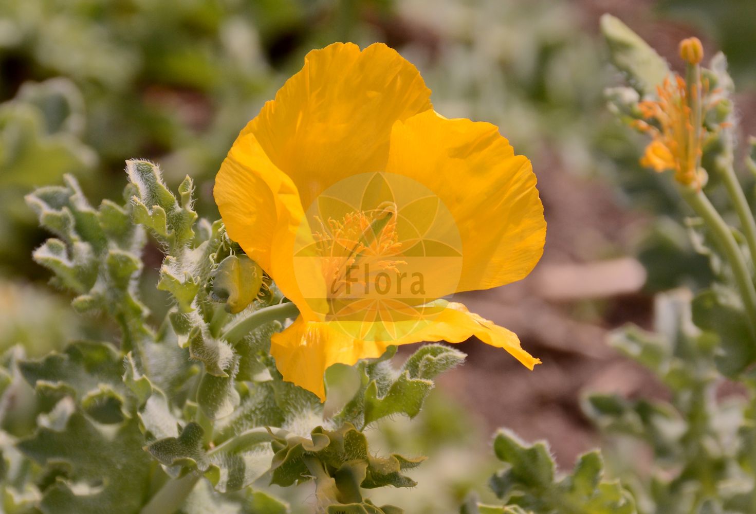 Glaucium flavum - Papaveraceae,Plantae,Pteridobiotina,Angiosperms,Ranunculales,Papaveraceae,Papaveroideae,Chelidonieae,Glaucium,Glaucium flavum,Chelidonium fulvum, Chelidonium glaucium, Chelidonium glaucum, Chelidonium littorale, Glaucium corniculatum f. grandiflorum, Glaucium corniculatum f. sublobatum, Glaucium corniculatum var. braunianum, Glaucium corniculatum var. flavum, Glaucium corniculatum var. fulvum, Glaucium corniculatum var. mauritanicum, Glaucium corniculatum var. tricolor, Glaucium fischeri, Glaucium flavum f. obtusilobum, Glaucium flavum f. subleiocarpum, Glaucium flavum var. fulvum, Glaucium flavum var. plenum, Glaucium flavum var. serpieri, Glaucium fulvum, Glaucium glaucium, Glaucium glaucum, Glaucium littorale, Glaucium luteum, Glaucium luteum, Glaucium luteum var. glabratum, Glaucium luteum var. vestitum, Glaucium maculatum, Glaucium richardsonii, Glaucium serpieri, Glaucium tricolor, Papaver cornutum,Gelber Hornmohn;yellow horned-poppy;yellow hornpoppy;Glaucière jaune;glaucienne jaunâtre;glaucienne jaune;pavot cornu;pavot jaune;adormidera amarilla;adormidera marina;amapola cornuda;amapola marítima;glaucio;Papavero cornuto;papavero marino;geele hoornpapaver;gele hoornpapaver;papoila-das-praias;dormideira-marinha;papoila-pontuda;глауциум жёлтый;gündürmelalesi;glaucium;cascall marí;primorska makovica;strandvallmo;strands-hornskulpe;siwiec żółty;rumena ceduljka;sárga szarumák;rohatec žlutý;rohatec žltý;мачок жовтий;жълт глауциум;жълта папаронка;gul hornvalmue;keltaneidonunikko;жута маковица;peregah tzohubbah;פְּרֵגָה צְהֻבָּה;γλαύσιο