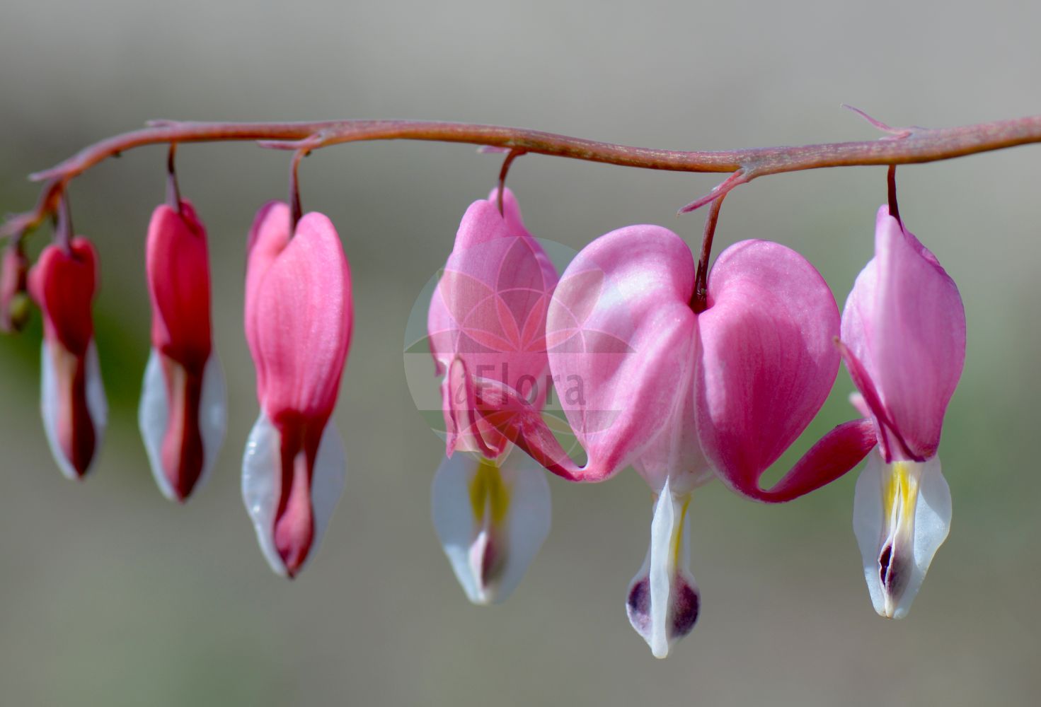 Lamprocapnos spectabilis - Papaveraceae,Plantae,Pteridobiotina,Angiosperms,Ranunculales,Papaveraceae,Fumarioideae,Fumarieae,Lamprocapnos,Lamprocapnos spectabilis,Capnorchis spectabilis, Corydalis spectabilis, Dicentra spectabilis, Diclytra spectabilis, Dielytra spectabilis, Dielytra spectabilis, Eucapnos spectabilis, Fumaria spectabilis, Hedycapnos spectabilis,Tränendes Herz;Tränende Herzblume;coeur de Marie;gebroken hartjes;дицентра великолепная;srdašca;löjtnantshjärta;lyrblomma;löjnantshjärta;løjtnantshjerte;biskupie serce;ładniczka okazała;serduszka okazała;fuji-botan;keman-sô;taitsuri-sô;yôraku-botan;ケマンソウ;タイツリソウ;フジボタン;ヨウラクボタン;nagy szívvirág;srdcovka nádherná;srdcovka nádherná;дицентра прекрасна;минђушица;hé bāo mǔ dan shǔ;荷包牡丹属