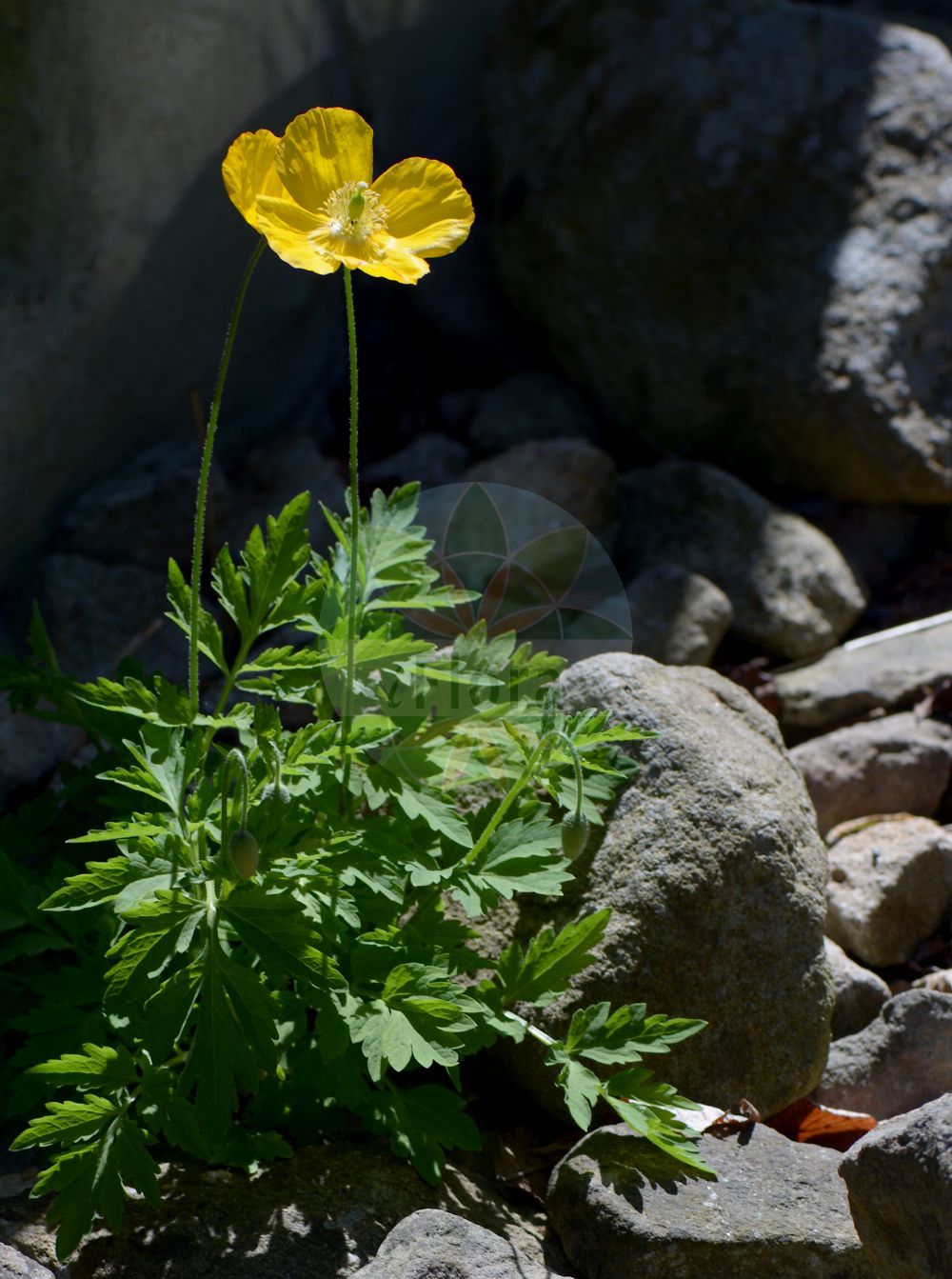 Parameconopsis cambrica - Papaveraceae,Plantae,Pteridobiotina,Angiosperms,Ranunculales,Papaveraceae,Papaveroideae,Papavereae,Parameconopsis,Parameconopsis cambrica,Argemone cambrica, Cerastites cambricus, Meconopsis cambrica, Papaver cambricum, Papaver flavum, Papaver luteum, Stylophorum cambricum,Wald-Mohn;Kambrischer Scheinmohn;Pyrenäen-Scheinmohn;welsh poppy;Méconopside du Pays de Galles;méconopsis du Pays de Galles;pavot du Pays de Galles;pavot jaune;amapola amarilla;Papavero del Galles;меконопсис кембрийский;meconopsis;engelsk vallmo;skovvalmue;sárga tibetimák;mákovník velšský;pamak kambrijský;gul valmuesøster;keltavaleunikko