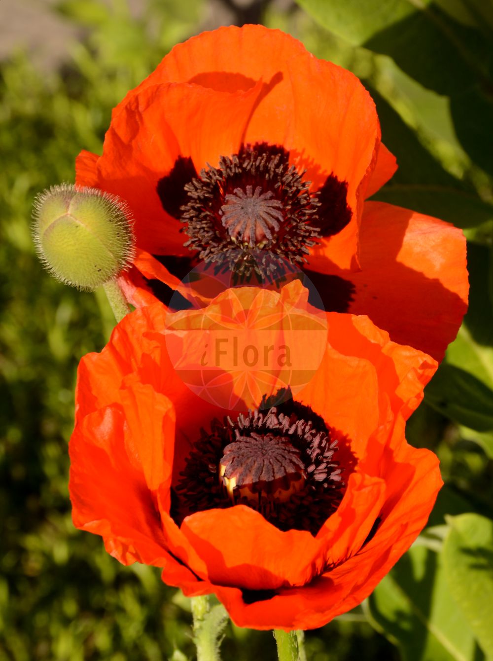 Papaver orientale - Papaveraceae,Plantae,Pteridobiotina,Angiosperms,Ranunculales,Papaveraceae,Papaveroideae,Papavereae,Papaver,Papaver orientale,Calomecon orientalis, Papaver dzeghamicum, Papaver grandiflorum, Papaver intermedium, Papaver lateritium subsp. monanthum, Papaver monanthum, Papaver orientale var. intermedium, Papaver paucifoliatum,Orientalischer Mohn;Türkischer Mohn;oriental poppy;Pavot d'Orient;pavot oriental;adomidera oriental;papavero orientale;Oosterse papaver;мак восточный;alahaşhaş;mak žuti;jätte-vallmo;jättevallmo;orientvallmo;mak wschodni;onigeshi;orientaru・popî;オニゲシ;オリエンタル・ポピ;keleti mák;mák východní;mak východný;мак східний;orientvalmue;idänunnikko;жути мак;guǐ yīng sù;鬼罂粟