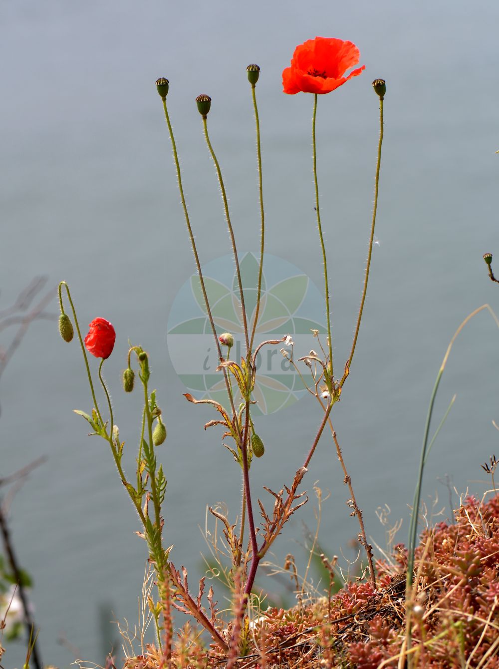 Papaver rhoeas - Papaveraceae,Plantae,Pteridobiotina,Angiosperms,Ranunculales,Papaveraceae,Papaveroideae,Papavereae,Papaver,Papaver rhoeas,Papaver aegadicum, Papaver agrivagum, Papaver ameristophyllum, Papaver anisotrichum, Papaver balanocarpum, Papaver caespitosum, Papaver caudatifolium, Papaver cereale, Papaver chanceliae, Papaver chelidonioides, Papaver cinerascens, Papaver commixtum, Papaver commutatum, Papaver cruciatum, Papaver dodonei, Papaver dubium var. stipitatum, Papaver erraticum, Papaver erucifolium, Papaver feddeanum, Papaver fuchsii, Papaver guerlekense, Papaver hookeri, Papaver inornatum, Papaver insignitum, Papaver integrifolium, Papaver interjectum, Papaver intermedium, Papaver montenegrinum, Papaver omphalodeum, Papaver osswaldii, Papaver paucisetum, Papaver polytrichum, Papaver propinquum, Papaver pseudohaussknechtii, Papaver rapiferum, Papaver rhoeas subsp. strigosum, Papaver rhoeas var. strigosum, Papaver rhopalothece, Papaver robertianella, Papaver roubiaei, Papaver rumelicum, Papaver rusticum, Papaver segetale, Papaver segetale, Papaver spurium, Papaver stipitatum, Papaver subumbilicatum, Papaver tenuissimum, Papaver thaumasiosepalum, Papaver tumidulum, Papaver uniflorum,Klatsch-Mohn;Marienkäfer-Mohn;Grosse Klatschrose;common poppy;corn poppy;field poppy;flanders poppy;coquelicot;amapola;Coquelicot;pavot des champs;pavot sauvage;poinceau;bombagelle;ponceau;pavot-coq;grand coquelicot;pavot coquelicot;amapola;ababol;flor de chivo;lobedarr;rosella;gamapola;rosillas;Papavero comune;rosolaccio;bombagelle;gewoone klaproos;gewone klaproos;papaver;grote klaproos;papoila-das-searas;papoila-ordinária;мак спутанный;мак красный;мак полевой;мак самосейка;мачок;gelincik;lulëkuqe;lulkuqe;rosella vera;mak turčinak;korn-vallmo;fläckvallmo;kornvallmo;kornvalmue;mak biedronkowy;mak polny;mak przytulonowłosy;gubijinsô;hinageshi;グビジンソウ;ヒナゲシ;poljski mak;purpelica;mezei pipacs;mák vlčí;mak roșu;mak vlčí;мак дикий;мак пухленький;мак щетинистий;див мак;кадънка;полски мак;kukemagun;lulkuqe;zīda magone;kornvalmue;turkinunikko;silkkiunikko;дивљи мак;пољска булка;peprina ħamra;pūdyminė aguona;belaâmane;taludat;κοινή παπαρούνα;cháng bái shān yīng sù;长白山罂粟
