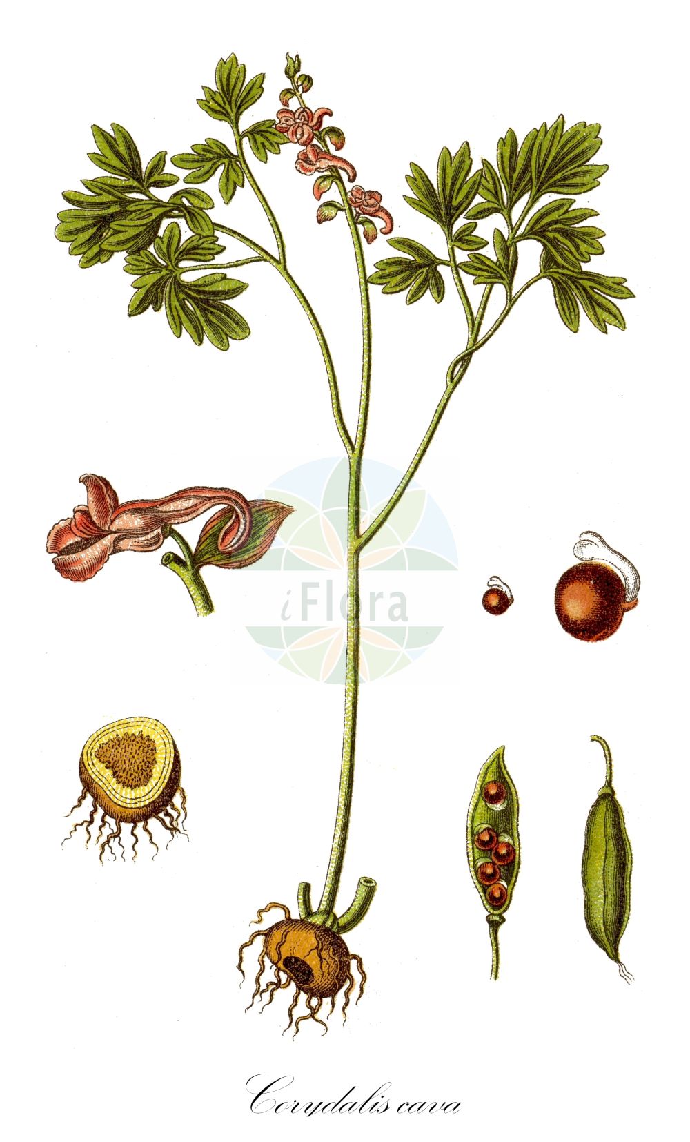 Corydalis cava - Papaveraceae,Plantae,Pteridobiotina,Angiosperms,Ranunculales,Papaveraceae,Fumarioideae,Fumarieae,Corydalis,Corydalis cava,Bulbocapnos cavus, Bulbocapnos tuberosus, Capnites cava, Capnoides cava, Capnoides tuberosa, Corydalis albiflora, Corydalis pseudocava, Corydalis stummeri, Corydalis tuberosa, Fumaria albiflora, Fumaria bulbosa var. cava, Fumaria cava, Fumaria major, Fumaria media, Pistolochia cava, Pseudofumaria major,Hohler Lerchensporn;Hohlwurz;Hohlknolliger Lerchensporn;hollow-root;bulbous corydalis;Corydale creuse;bec d'oie;corydale à bulbe creux;corydale à tubercule creux;corydale bulbeuse;damotte;poulette;aristoloquia hueca;violeta pequeña;Colombina cava;holwortel;дымянка клубневая;дымянка полая;хохлатка клубневая;хохлатка луковичная;хохлатка полая;çayır kazgagası;koridal;hålnunneört;hulknoldet lærkespore;kokorycz pusta;votli petelinček;odvas keltike;dymnivka dutá;brebenel;chochlačka dutá;ряст порожнистий;грудеста лисичина;dobais cīrulītis;tušciaviduris rūtenis
