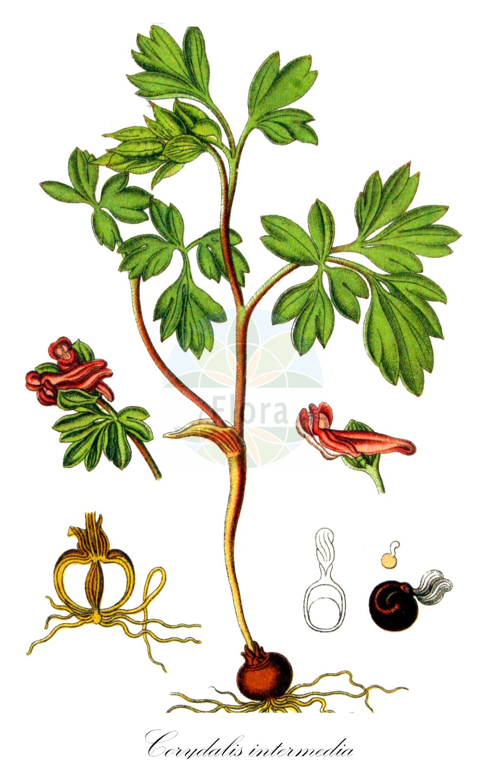 Corydalis intermedia - Papaveraceae,Plantae,Pteridobiotina,Angiosperms,Ranunculales,Papaveraceae,Fumarioideae,Fumarieae,Corydalis,Corydalis intermedia,Bulbocapnos fabaceus, Capnites fabacea, Capnoides fabacea, Capnoides intermedia, Capnoides minor, Corydalis alpina, Corydalis fabacea, Fumaria bulbosa var. intermedia, Fumaria fabacea, Fumaria intermedia, Pistolochia intermedia, Pseudofumaria intermedia,Mittlerer Lerchensporn;intermediate hollow-root;Corydale intermédiaire;corydale bulbeuse;corydale fève;Colombina media;хохлатка промежуточная;хохлатка средняя;smånunneört;liden lærkespore;kokorycz wątła;bókoló keltike;dymnivka bobovitá;chochlačka prostredná;ряст проміжний;vahelmine lõokannus;vidējais cīrulītis;vanleg lerkespore;hentokiurunkannus;tarpenis rūtenis