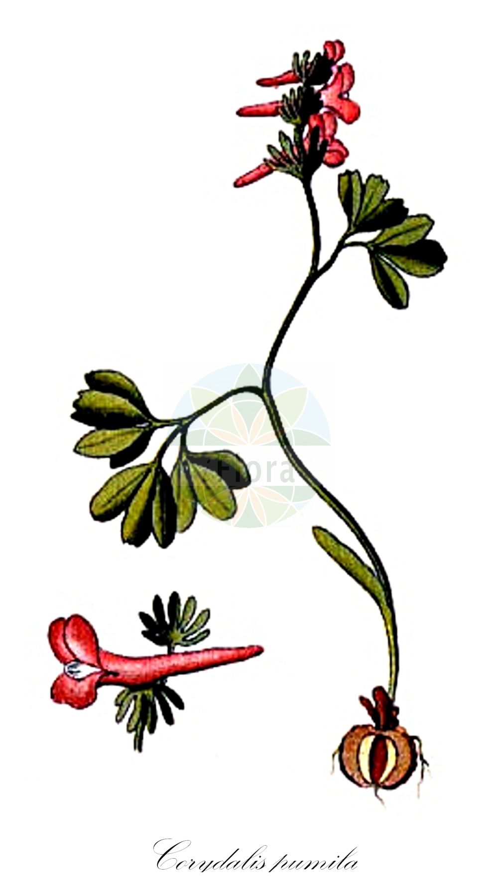 Corydalis pumila - Papaveraceae,Plantae,Pteridobiotina,Angiosperms,Ranunculales,Papaveraceae,Fumarioideae,Fumarieae,Corydalis,Corydalis pumila,Capnoides pumila, Corydalis decipiens, Corydalis lobelii, Corydalis pseudopumila, Fumaria pumila, Pistolochia pumila,Zwerg-Lerchensporn;Kleiner Lerchensporn;small hollow-root;corydale naine;colombina minore;хохлатка низкая;patuljasta šupaljka;sloknunneört;finger-lærkespore;kokorycz drobna;kokorycz skąpokwiatowa;törpe keltike;dymnivka nízká;brebenel;chochlačka nízka;fingerlerkespore;црвена млађа