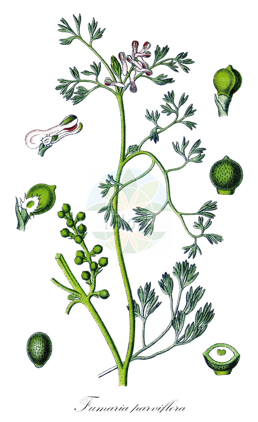 Fumaria parviflora - Papaveraceae,Plantae,Pteridobiotina,Angiosperms,Ranunculales,Papaveraceae,Fumarioideae,Fumarieae,Fumaria,Fumaria parviflora,Fumaria affinis, Fumaria caespitosa, Fumaria diffusa, Fumaria glauca, Fumaria leucantha, Fumaria minima, Fumaria officinalis var. parviflora, Fumaria parviflora var. latisecta, Fumaria parviflora var. sinaitica, Fumaria sicula, Fumaria spicata, Fumaria tenuifolia, Fumaria tenuisecta,Kleinblütiger Erdrauch;fine-leaved fumitory;small-flowered fumitory;small-flower fumitory;fineleaf fumitory;fumeterre à petites fleurs;fleur de terre;fiel de terre;fumeterre de Vaillant;fumaria de flores pequenas;flor de pajarilo;hierba de la culebra;fumaria de flores pequeñas;palomita menuda;fumaria;palomilla menuda;fumaria a fiore piccolo;kleine duivekervel;fumaria-menor;fumária-menor;fumária-das-flores-pequenas;дымянка мелкая;дымянка мелкоцветковая;tarla şahteresi;fumària de flor menuda;sitnocvjetna dimnjača;småblommig jordrök;småblomstret jordrøg;dymnica drobnokwiatowa;dymnica wąskolistna;drobnocvetna rosnica;kisvirágú füstike;zemědým malokvětý;zemedym malokvetý;рутка дрібноквіткова;дребноцветен росопас;ashnan katan;עַשְׁנָן קָטָן;dbayba;ijujer;qlila;sibana