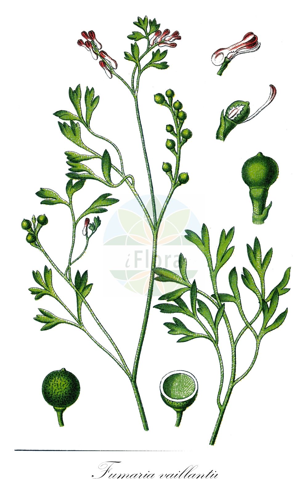 Fumaria vaillantii - Papaveraceae,Plantae,Pteridobiotina,Angiosperms,Ranunculales,Papaveraceae,Fumarioideae,Fumarieae,Fumaria,Fumaria vaillantii,Fumaria camerarii, Fumaria chavini, Fumaria officinalis, Fumaria parviflora subsp. vaillantii, Fumaria spicata, Fumaria tenuiflora, Fumaria vaillantii f. longibracteata, Fumaria vaillantii var. maroccana,Vaillants Erdrauch;Buschiger Erdrauch;Blasser Erdrauch;Schramm-Erdrauch;few-flowered fumitory;earthsmoke;Fumeterre de Vaillant;fleur de terre;palomilla de hoja fina;fumaria;palomilla;Fumaria di Vaillant;roze duivenkervel;catrarinas;catarinas;дымянка Вайана;дымянка Вайанта;güvercingöğsü;fom;fomi i Vailantit;Vajlantova dimnjača;blek jordrök;bleg jordrøg;dymnica drobnokwiatowa;Vaillantova rosnica;szürke füstike;zemědým Vaillantův;zemedym Vaillantov;рутка вайяна;вайлантов росопас;põldpunand;pikkuemäkki;бледо црвени росопас;ружичаста дичњача;dirvinė žvirbliarūtė