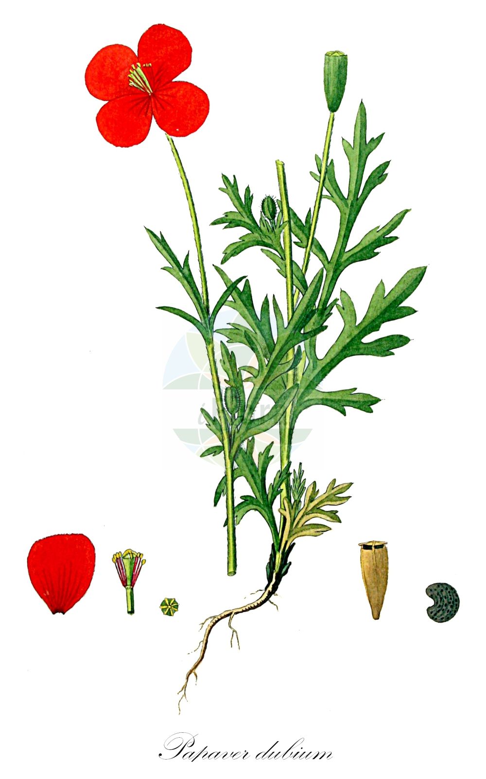 Papaver dubium - Papaveraceae,Plantae,Pteridobiotina,Angiosperms,Ranunculales,Papaveraceae,Papaveroideae,Papavereae,Papaver,Papaver dubium,Cerastites dubius, Cerastites laciniatus, Papaver agreste, Papaver albiflorum subsp. austromoravicum, Papaver angustulum, Papaver apicigemmatum, Papaver arenarium var. modestum, Papaver collinum, Papaver depressum, Papaver dubium subsp. austromoravicum, Papaver erroneum, Papaver glaucioides, Papaver hirto-dubium, Papaver improperum, Papaver lamottei, Papaver luteorubrum, Papaver maculosum, Papaver medium, Papaver mixtum, Papaver modestum, Papaver obtusifolium, Papaver parviflorum, Papaver raripilum, Papaver vagum,Saat-Mohn;Gewöhnlicher Saat-Mohn;Gelbmilchender Saat-Mohn;Lecoqs Mohn;Gelbmilch-Saatmohn;long-headed poppy;blindeyes;Pavot douteux;coquelicot;ponceau;pavot coq;poinceau;coquelicot douteux;petit coquelicot;amapola silvestre;amapola oblonga;ababol;amapola;rosillas;Papavero a clava;papavero minore;rosolaccio minore;kleine klaproos;bleke klaproos;papoila;papoila-longa;мак сомнительный;köpekyağı;lulëkuqe e dyshimtë;lulkuqe;rosella dúbia;sjetveni mak;råg-vallmo;rågvallmo;vanlig rägvallmo;gærde-valmue;mak wątpliwy;nagamihinageshi;ナガミヒナゲシ;dvomljivi mak;bujdosó mák;mák pochybný;mac de cîmp;mak pochybný;мак незаконний;мак сумнівний;дългоплоден мак;продълговатоплоден мак;põldmagun;lauku magone;brakkvalmue;ruisunikko;бела булка;бели турчинак;турчинак мак;dirvinė aguona;μακρόκαρπη παπαρούνα