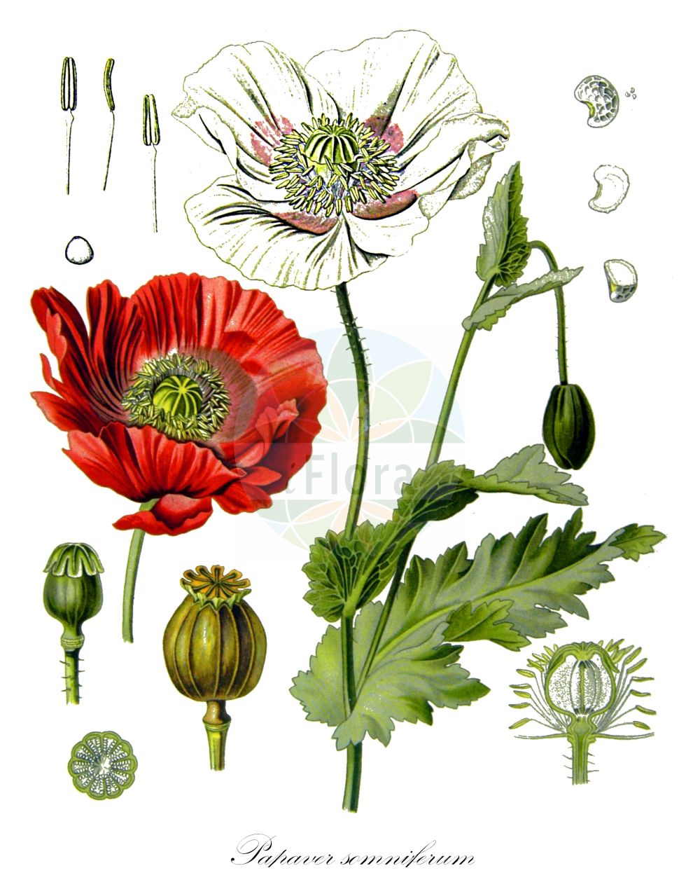 Papaver somniferum - Papaveraceae,Plantae,Pteridobiotina,Angiosperms,Ranunculales,Papaveraceae,Papaveroideae,Papavereae,Papaver,Papaver somniferum,Papaver album, Papaver album-nigrum, Papaver amoenum, Papaver amplexicaule, Papaver indehiscens, Papaver officinale, Papaver opiiferum, Papaver paeoniflorum, Papaver somniferum var. album, Papaver somniferum var. nigrum, Papaver sylvestre,Schlaf-Mohn;Garten-Mohn;Mohn;Schlafmohn;Gartenmohn;opium poppy;common poppy;commun pavot;pavot;Pavot somnifère;pavot blanc;pavot à opium;oeillette;adormidera;amapola real;Papavero domestico;papavero bianco;papavero sonnolento;papavero da opio;slaapbol;blauw maanzaad;maankop;maanzaad;dormideira;papoulo;мак опийный;мак снотворный;haşhaş;lulkuqe;cascall;vrtni mak;opiumvallmo;opievallmo;opium-valmue;mak lekarski;keshi;popî;ケシ;ポピー;vrtni mak;kerti mák;mák setý;mak siaty;мак снотворний;градински мак;сънотворен мак;opiumsvalmue;oopiumiunikko;draumsól;xaħxieħ vjola;âafyan;kharkhacha;khechash;tilidut