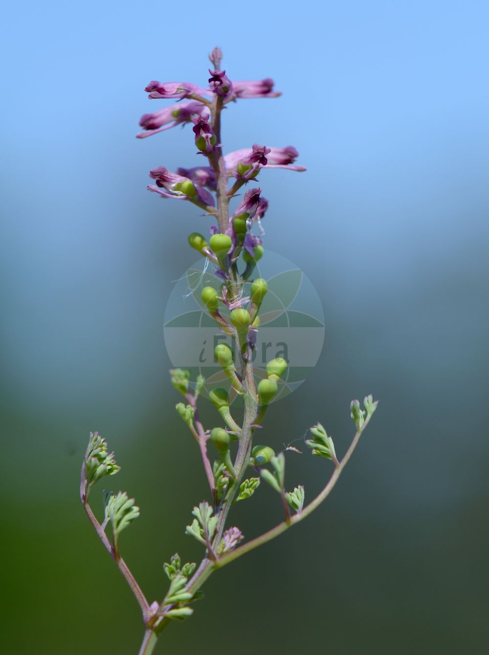 Fumaria officinalis - Papaveraceae,Plantae,Pteridobiotina,Angiosperms,Ranunculales,Papaveraceae,Fumarioideae,Fumarieae,Fumaria,Fumaria officinalis,Fumaria angustifolia, Fumaria diffusa, Fumaria gasparinii, Fumaria major, Fumaria media, Fumaria muralis, Fumaria officinalis subsp. officinalis, Fumaria officinalis var. elegans, Fumaria officinarum, Fumaria petteri, Fumaria pulchella,Eigentlicher Erdrauch;Gewöhnlicher Erdrauch;Wirtgens Erdrauch;Gebräuchlicher Erdrauch;Wenigblütiger Erdrauch;Gewöhnlicher Erdrauch;Echter Erdrauch;common fumitory;fumitory;fumeterre officinal;common fumitory;fumitory;drug fumitory;drug fumitory;Fumeterre officinale;fleur de terre;pied de Céline;herbe à la veuve;fiel de terre;conejitos;gitanillas;hierba de la culebra;sangre de Cristo;gallitos;pendientitos;fumaterris;herba dels innocents;capa de reina;fumaria palomilla;gallocreste;fumaria;camisitas del Niño Jesús;fumaria oficinal;fumoterra;gitanillos;hierba del conejo;palomillas;zapaticos;Fumaria comune;fumosterno;fumoterra;feccia;gewoone duivekervel;gewone duivekervel;gewone duivenkervel;erva-moleirinha;erva-molarinha;fumária;дымянка аптечная;дымянка лекарственная;şahtere;fom;fomi mjekësor;fumària oficinal;ljekovita dimnjača;jordrök;lægejordrøg;læge-jordrøg;dymnica pospolita;karakusakeman;murasakikeman;カラクサケマン;ムラサキケマン;navadna rosnica;orvosi füstike;zemědým lékařský;zemedym lekársky;рутка лікарська;лечебен росопас;harilik punand;ārstniecības matuzāle;jordrøyk;peltoemäkki;reykjurt;обична димњача;росопас;vaistinė žvirbliarūtė;καπνόχορτο;yān jǐn;烟堇