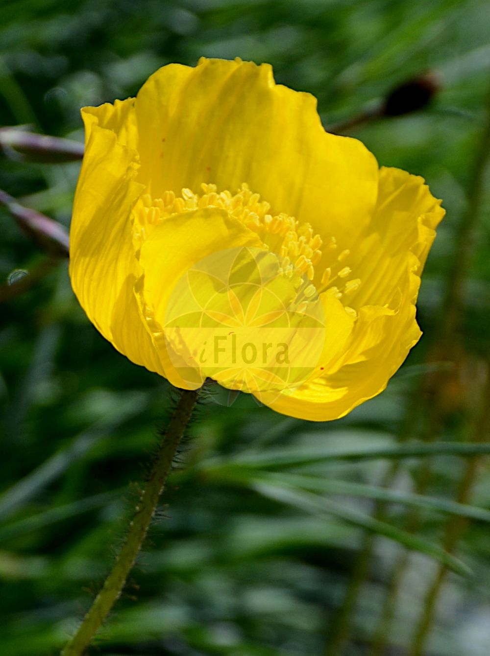 Oreomecon nudicaulis - Papaveraceae,Plantae,Pteridobiotina,Angiosperms,Ranunculales,Papaveraceae,Papaveroideae,Papavereae,Oreomecon,Oreomecon nudicaulis,Papaver nudicaule, Papaver nudicaule f. nudicaule, Papaver nudicaule f. typicum, Papaver nudicaule subsp. americanum, Papaver nudicaule subsp. americanum, Papaver nudicaule var. nudicaule,Isländischer Mohn;pavot d'Islande;pavot à tige nue;papavero d'Islanda;papavero islandese;мак голостебельный;siberisk vallmo;sibirisk vallmo;fjeld-vallmue;sibirisk vallmue;mak nagołodygowy;mak syberzjski;aisurando popî;shiberiahinageshi;アイスランド ポピー;シベリアヒナゲシ;mynd;yě yīng sù;野罂粟