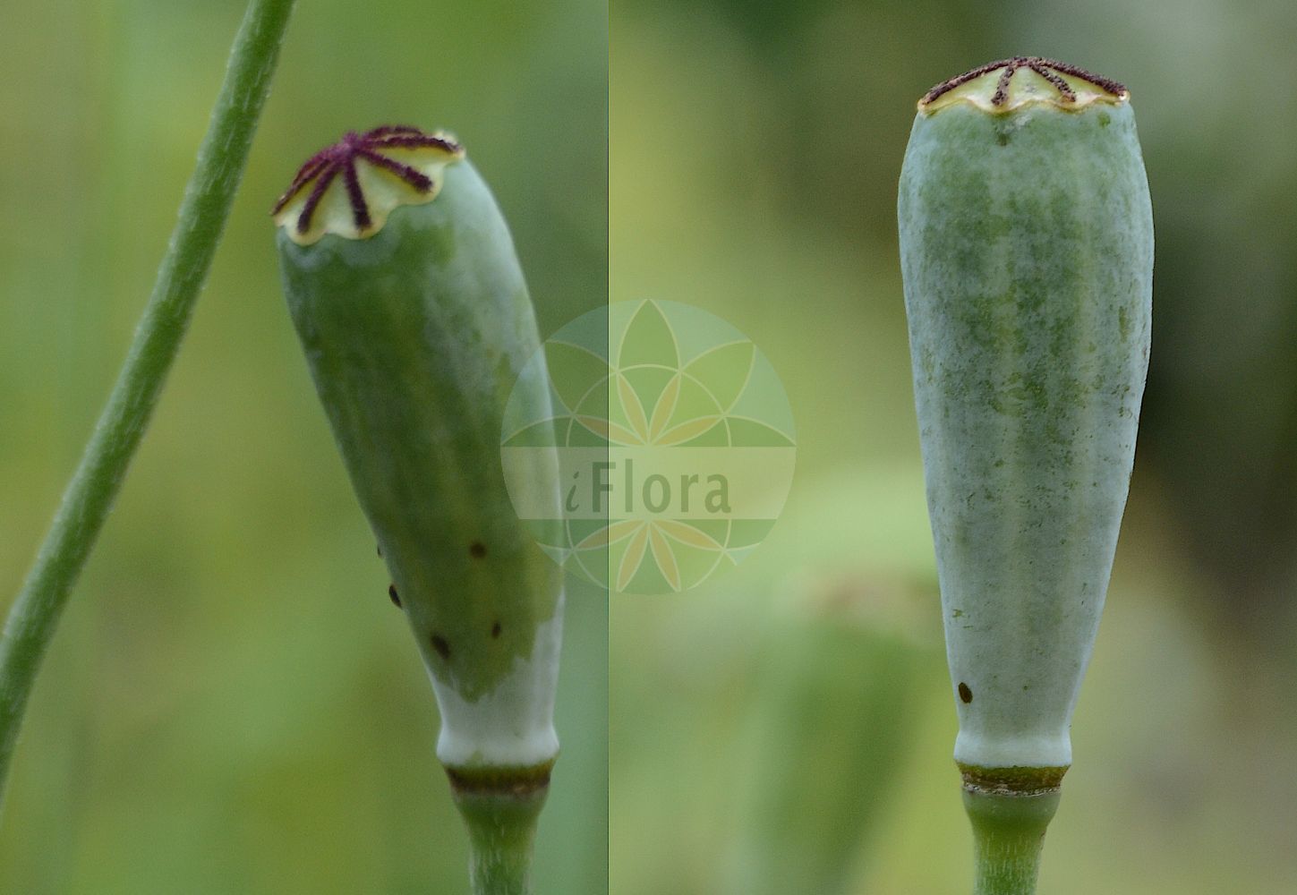 Papaver dubium - Papaveraceae,Plantae,Pteridobiotina,Angiosperms,Ranunculales,Papaveraceae,Papaveroideae,Papavereae,Papaver,Papaver dubium,Cerastites dubius, Cerastites laciniatus, Papaver agreste, Papaver albiflorum subsp. austromoravicum, Papaver angustulum, Papaver apicigemmatum, Papaver arenarium var. modestum, Papaver collinum, Papaver depressum, Papaver dubium subsp. austromoravicum, Papaver erroneum, Papaver glaucioides, Papaver hirto-dubium, Papaver improperum, Papaver lamottei, Papaver luteorubrum, Papaver maculosum, Papaver medium, Papaver mixtum, Papaver modestum, Papaver obtusifolium, Papaver parviflorum, Papaver raripilum, Papaver vagum,Saat-Mohn;Gewöhnlicher Saat-Mohn;Gelbmilchender Saat-Mohn;Lecoqs Mohn;Gelbmilch-Saatmohn;long-headed poppy;blindeyes;Pavot douteux;coquelicot;ponceau;pavot coq;poinceau;coquelicot douteux;petit coquelicot;amapola silvestre;amapola oblonga;ababol;amapola;rosillas;Papavero a clava;papavero minore;rosolaccio minore;kleine klaproos;bleke klaproos;papoila;papoila-longa;мак сомнительный;köpekyağı;lulëkuqe e dyshimtë;lulkuqe;rosella dúbia;sjetveni mak;råg-vallmo;rågvallmo;vanlig rägvallmo;gærde-valmue;mak wątpliwy;nagamihinageshi;ナガミヒナゲシ;dvomljivi mak;bujdosó mák;mák pochybný;mac de cîmp;mak pochybný;мак незаконний;мак сумнівний;дългоплоден мак;продълговатоплоден мак;põldmagun;lauku magone;brakkvalmue;ruisunikko;бела булка;бели турчинак;турчинак мак;dirvinė aguona;μακρόκαρπη παπαρούνα