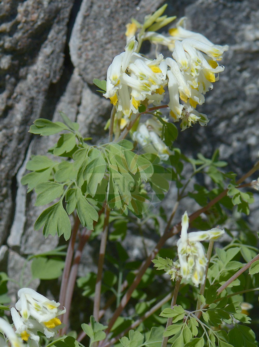 Pseudofumaria alba - Papaveraceae,Plantae,Pteridobiotina,Angiosperms,Ranunculales,Papaveraceae,Fumarioideae,Fumarieae,Pseudofumaria,Pseudofumaria alba,Corydalis alba, Fumaria alba,Blassgelber Scheinerdrauch;Blaßgelber Lerchensporn;Blassgelber Scheinlerchensporn;pale corydalis;Corydale jaune pâle;corydale jaunâtre;Colombina bianco-gialla;geelwitte helmbloem;ложнодымянка белая;хохлатка белая;blekgul nunneört;bledorumeni koreničnik;chocholačka bílá;dymnivka bílá;chochlackovec biely
