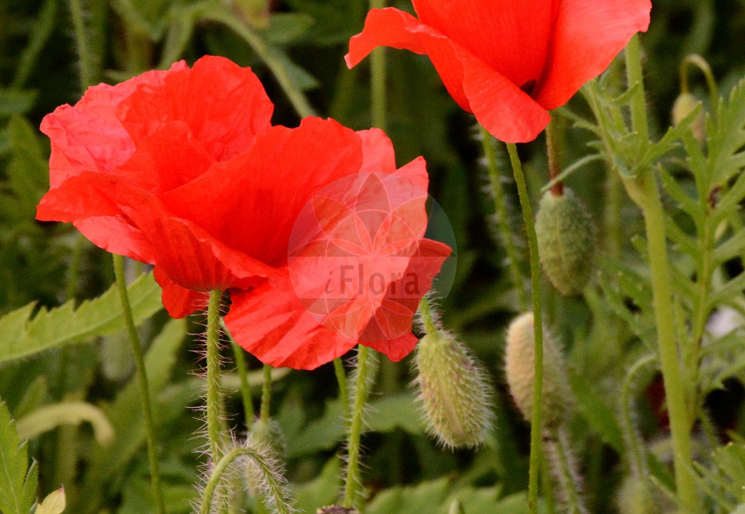 Papaver rhoeas - Papaveraceae,Plantae,Pteridobiotina,Angiosperms,Ranunculales,Papaveraceae,Papaveroideae,Papavereae,Papaver,Papaver rhoeas,Papaver aegadicum, Papaver agrivagum, Papaver ameristophyllum, Papaver anisotrichum, Papaver balanocarpum, Papaver caespitosum, Papaver caudatifolium, Papaver cereale, Papaver chanceliae, Papaver chelidonioides, Papaver cinerascens, Papaver commixtum, Papaver commutatum, Papaver cruciatum, Papaver dodonei, Papaver dubium var. stipitatum, Papaver erraticum, Papaver erucifolium, Papaver feddeanum, Papaver fuchsii, Papaver guerlekense, Papaver hookeri, Papaver inornatum, Papaver insignitum, Papaver integrifolium, Papaver interjectum, Papaver intermedium, Papaver montenegrinum, Papaver omphalodeum, Papaver osswaldii, Papaver paucisetum, Papaver polytrichum, Papaver propinquum, Papaver pseudohaussknechtii, Papaver rapiferum, Papaver rhoeas subsp. strigosum, Papaver rhoeas var. strigosum, Papaver rhopalothece, Papaver robertianella, Papaver roubiaei, Papaver rumelicum, Papaver rusticum, Papaver segetale, Papaver segetale, Papaver spurium, Papaver stipitatum, Papaver subumbilicatum, Papaver tenuissimum, Papaver thaumasiosepalum, Papaver tumidulum, Papaver uniflorum,Klatsch-Mohn;Marienkäfer-Mohn;Grosse Klatschrose;common poppy;corn poppy;field poppy;flanders poppy;coquelicot;amapola;Coquelicot;pavot des champs;pavot sauvage;poinceau;bombagelle;ponceau;pavot-coq;grand coquelicot;pavot coquelicot;amapola;ababol;flor de chivo;lobedarr;rosella;gamapola;rosillas;Papavero comune;rosolaccio;bombagelle;gewoone klaproos;gewone klaproos;papaver;grote klaproos;papoila-das-searas;papoila-ordinária;мак спутанный;мак красный;мак полевой;мак самосейка;мачок;gelincik;lulëkuqe;lulkuqe;rosella vera;mak turčinak;korn-vallmo;fläckvallmo;kornvallmo;kornvalmue;mak biedronkowy;mak polny;mak przytulonowłosy;gubijinsô;hinageshi;グビジンソウ;ヒナゲシ;poljski mak;purpelica;mezei pipacs;mák vlčí;mak roșu;mak vlčí;мак дикий;мак пухленький;мак щетинистий;див мак;кадънка;полски мак;kukemagun;lulkuqe;zīda magone;kornvalmue;turkinunikko;silkkiunikko;дивљи мак;пољска булка;peprina ħamra;pūdyminė aguona;belaâmane;taludat;κοινή παπαρούνα;cháng bái shān yīng sù;长白山罂粟
