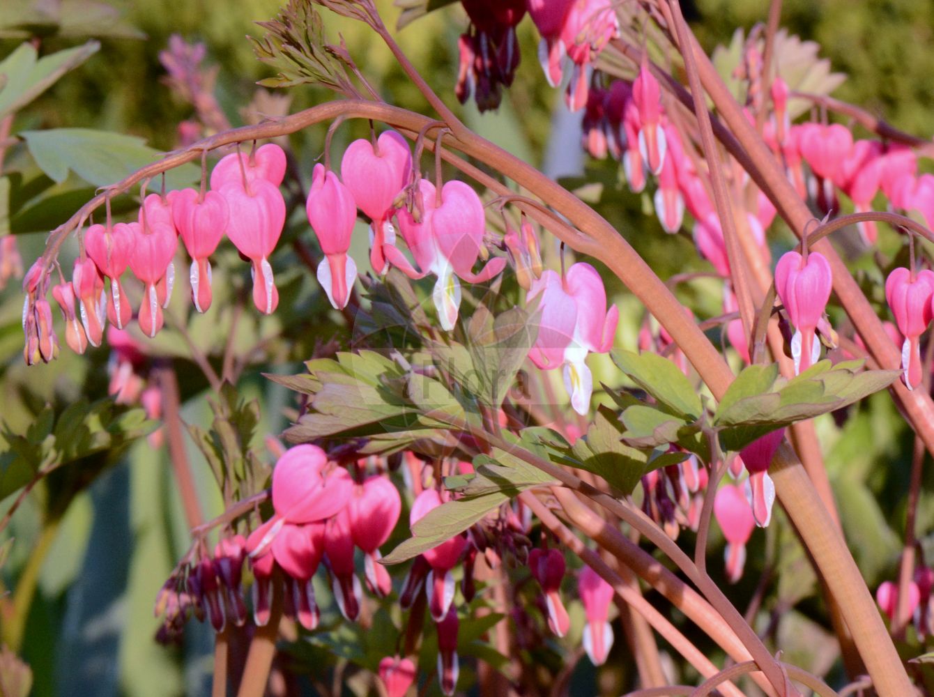 Lamprocapnos spectabilis - Papaveraceae,Plantae,Pteridobiotina,Angiosperms,Ranunculales,Papaveraceae,Fumarioideae,Fumarieae,Lamprocapnos,Lamprocapnos spectabilis,Capnorchis spectabilis, Corydalis spectabilis, Dicentra spectabilis, Diclytra spectabilis, Dielytra spectabilis, Dielytra spectabilis, Eucapnos spectabilis, Fumaria spectabilis, Hedycapnos spectabilis,Tränendes Herz;Tränende Herzblume;coeur de Marie;gebroken hartjes;дицентра великолепная;srdašca;löjtnantshjärta;lyrblomma;löjnantshjärta;løjtnantshjerte;biskupie serce;ładniczka okazała;serduszka okazała;fuji-botan;keman-sô;taitsuri-sô;yôraku-botan;ケマンソウ;タイツリソウ;フジボタン;ヨウラクボタン;nagy szívvirág;srdcovka nádherná;srdcovka nádherná;дицентра прекрасна;минђушица;hé bāo mǔ dan shǔ;荷包牡丹属