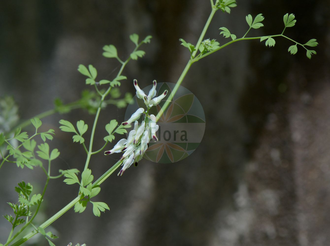 Ceratocapnos - Papaveraceae,Biota,Plantae,Pteridobiotina,Tracheophyta,Magnoliopsida,Ranunculales,Papaveraceae,Fumarioideae,Ceratocapnos,Dissosperma