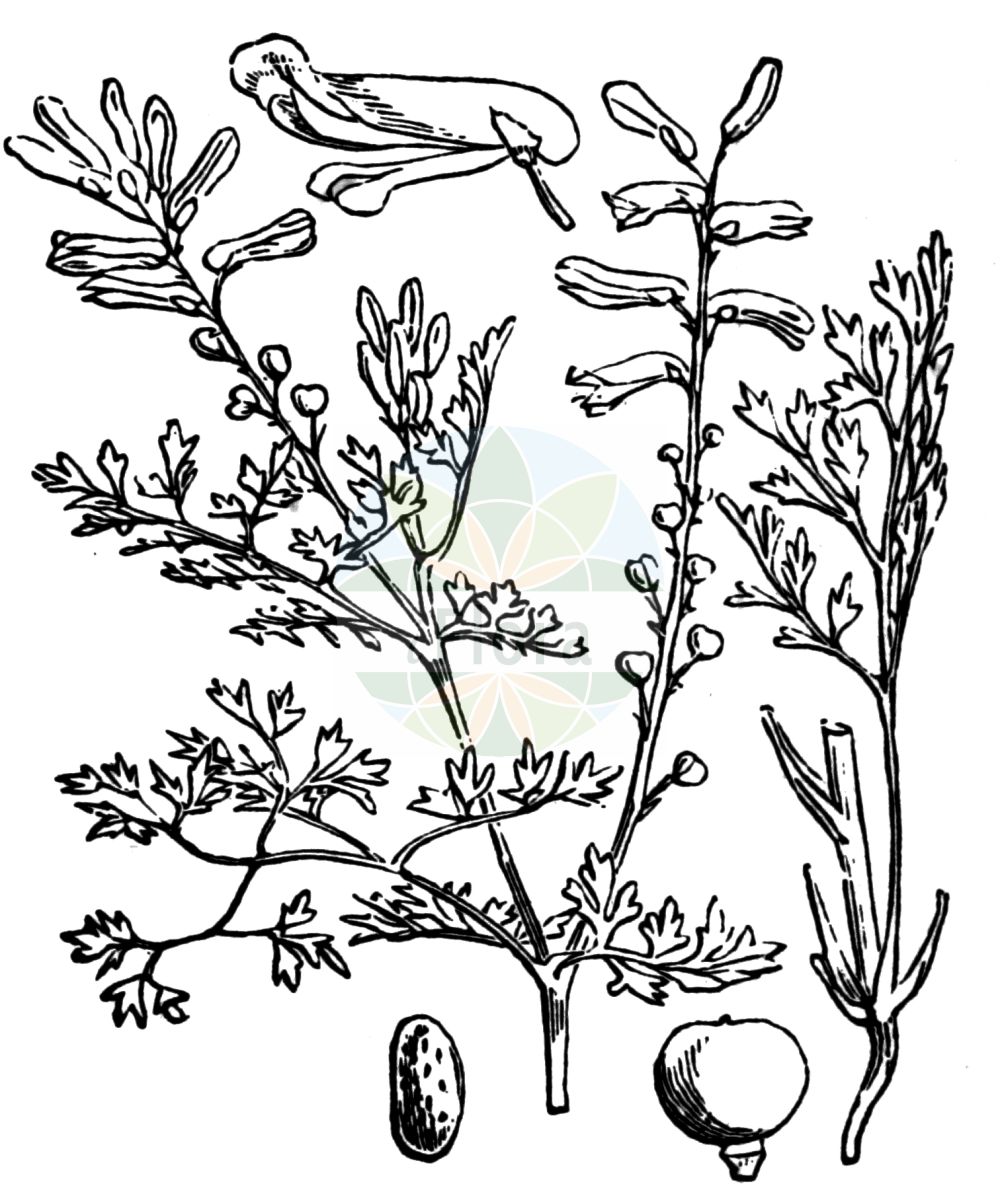 Fumaria officinalis - Papaveraceae,Plantae,Pteridobiotina,Angiosperms,Ranunculales,Papaveraceae,Fumarioideae,Fumarieae,Fumaria,Fumaria officinalis,Fumaria angustifolia, Fumaria diffusa, Fumaria gasparinii, Fumaria major, Fumaria media, Fumaria muralis, Fumaria officinalis subsp. officinalis, Fumaria officinalis var. elegans, Fumaria officinarum, Fumaria petteri, Fumaria pulchella,Eigentlicher Erdrauch;Gewöhnlicher Erdrauch;Wirtgens Erdrauch;Gebräuchlicher Erdrauch;Wenigblütiger Erdrauch;Gewöhnlicher Erdrauch;Echter Erdrauch;common fumitory;fumitory;fumeterre officinal;common fumitory;fumitory;drug fumitory;drug fumitory;Fumeterre officinale;fleur de terre;pied de Céline;herbe à la veuve;fiel de terre;conejitos;gitanillas;hierba de la culebra;sangre de Cristo;gallitos;pendientitos;fumaterris;herba dels innocents;capa de reina;fumaria palomilla;gallocreste;fumaria;camisitas del Niño Jesús;fumaria oficinal;fumoterra;gitanillos;hierba del conejo;palomillas;zapaticos;Fumaria comune;fumosterno;fumoterra;feccia;gewoone duivekervel;gewone duivekervel;gewone duivenkervel;erva-moleirinha;erva-molarinha;fumária;дымянка аптечная;дымянка лекарственная;şahtere;fom;fomi mjekësor;fumària oficinal;ljekovita dimnjača;jordrök;lægejordrøg;læge-jordrøg;dymnica pospolita;karakusakeman;murasakikeman;カラクサケマン;ムラサキケマン;navadna rosnica;orvosi füstike;zemědým lékařský;zemedym lekársky;рутка лікарська;лечебен росопас;harilik punand;ārstniecības matuzāle;jordrøyk;peltoemäkki;reykjurt;обична димњача;росопас;vaistinė žvirbliarūtė;καπνόχορτο;yān jǐn;烟堇