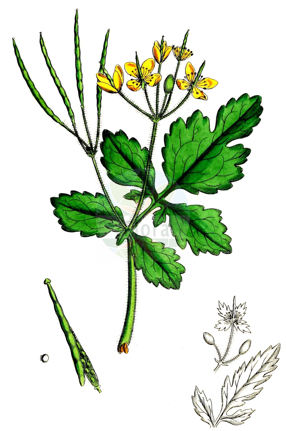 Chelidonium majus - Papaveraceae,Plantae,Pteridobiotina,Angiosperms,Ranunculales,Papaveraceae,Papaveroideae,Chelidonieae,Chelidonium,Chelidonium majus,Chelidonium haematodes, Chelidonium laciniatum, Chelidonium laciniatum var. fumariifolium, Chelidonium luteum, Chelidonium majus f. laciniatum, Chelidonium majus f. majus, Chelidonium majus f. quercifolium, Chelidonium majus subsp. laciniatum, Chelidonium majus var. fumariifolium, Chelidonium majus var. grandiflorum, Chelidonium majus var. laciniatum, Chelidonium majus var. laciniatum, Chelidonium majus var. pleniflorum, Chelidonium majus var. plenum, Chelidonium majus var. tenuifolium, Chelidonium murale, Chelidonium olidum, Chelidonium quercifolium, Chelidonium ruderale, Chelidonium umbelliferum,Schöllkraut;Warzenkraut;Goldwurz;Schwalbenwurz;greater celandine;swallow-wort;tetterwort;wartwort;celandine;Herbe aux verrues;Chélidoine;grande chélidoine;chélandoine;chélidoine majeure;éclaire;félongène;felonque;felougne;grande éclaire;herbe aux boucs;herbe de l'hirondelle;herbe de Sainte Claire;sologne;golondrinera;celidonia mayor;hierba de andurina;hierba des ulls;hierba de las golondrinas;hierba verruguera;Celidonia;celidonia maggiore;ceinerognola;erba nocca;erba da porri;stinkende gouwe;erva-andorinha;celidónia;erva-das-verrugas;бородавочник;желтомолочник;подтынник;чистотел большой;kırlangıç otu;latrapeci i madhë;tamlagjak;tamlagyaku;herba del mal d'ulls;herba berruguera;herba d'orenetes;rosopas;skelört;svaleurt;svaleurt;glistnik jaskółcze ziele;kusanoo;kusa-no-ô;クサノオウ;krvavi mlečnik;vérehulló fecskefű;vlaštovičník větší;rostopască;lastovičník väčší;чистотіл звичайний;змийско мляко;обыкновено змийско мляко;harilik vereurmarohi;lielā strutene;svaleurt;keltamo;мајска руса;перастолисни росопас;didžioji ugniažolė;χελιδονία;bái qū cài;白屈菜