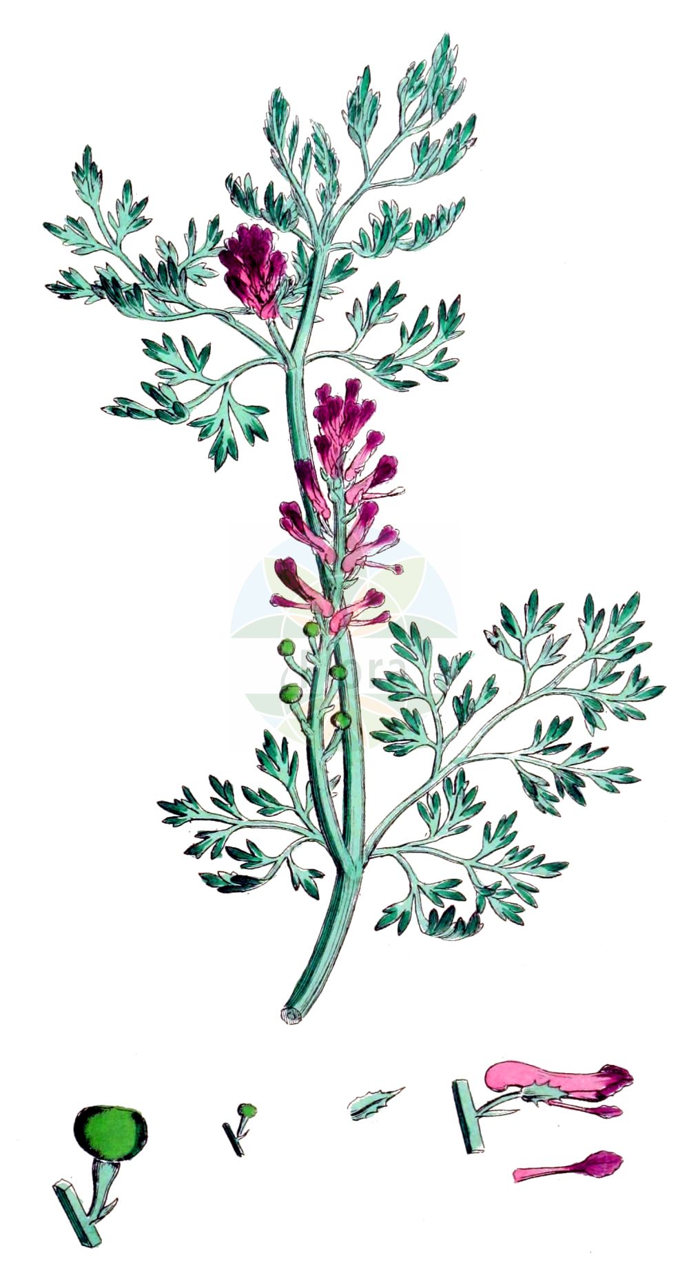 Fumaria - Papaveraceae,Biota,Plantae,Pteridobiotina,Tracheophyta,Magnoliopsida,Ranunculales,Papaveraceae,Fumarioideae,Fumaria