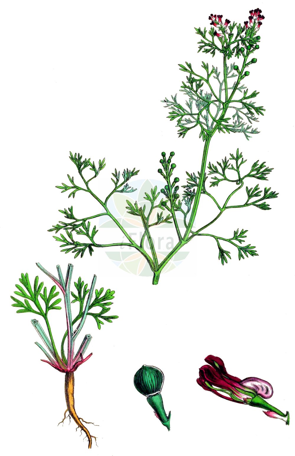 Fumaria vaillantii - Papaveraceae,Plantae,Pteridobiotina,Angiosperms,Ranunculales,Papaveraceae,Fumarioideae,Fumarieae,Fumaria,Fumaria vaillantii,Fumaria camerarii, Fumaria chavini, Fumaria officinalis, Fumaria parviflora subsp. vaillantii, Fumaria spicata, Fumaria tenuiflora, Fumaria vaillantii f. longibracteata, Fumaria vaillantii var. maroccana,Vaillants Erdrauch;Buschiger Erdrauch;Blasser Erdrauch;Schramm-Erdrauch;few-flowered fumitory;earthsmoke;Fumeterre de Vaillant;fleur de terre;palomilla de hoja fina;fumaria;palomilla;Fumaria di Vaillant;roze duivenkervel;catrarinas;catarinas;дымянка Вайана;дымянка Вайанта;güvercingöğsü;fom;fomi i Vailantit;Vajlantova dimnjača;blek jordrök;bleg jordrøg;dymnica drobnokwiatowa;Vaillantova rosnica;szürke füstike;zemědým Vaillantův;zemedym Vaillantov;рутка вайяна;вайлантов росопас;põldpunand;pikkuemäkki;бледо црвени росопас;ружичаста дичњача;dirvinė žvirbliarūtė