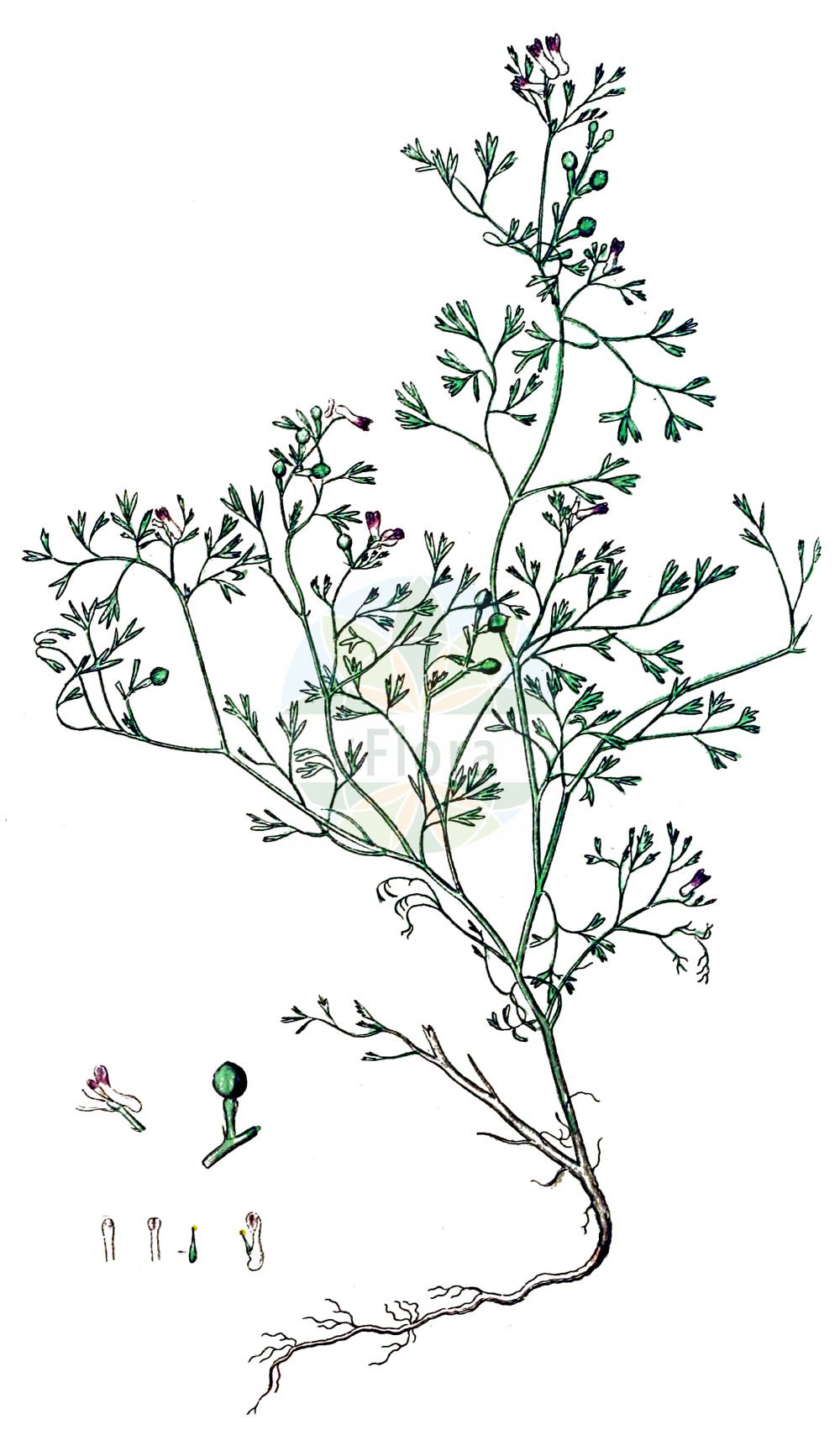 Fumaria parviflora - Papaveraceae,Plantae,Pteridobiotina,Angiosperms,Ranunculales,Papaveraceae,Fumarioideae,Fumarieae,Fumaria,Fumaria parviflora,Fumaria affinis, Fumaria caespitosa, Fumaria diffusa, Fumaria glauca, Fumaria leucantha, Fumaria minima, Fumaria officinalis var. parviflora, Fumaria parviflora var. latisecta, Fumaria parviflora var. sinaitica, Fumaria sicula, Fumaria spicata, Fumaria tenuifolia, Fumaria tenuisecta,Kleinblütiger Erdrauch;fine-leaved fumitory;small-flowered fumitory;small-flower fumitory;fineleaf fumitory;fumeterre à petites fleurs;fleur de terre;fiel de terre;fumeterre de Vaillant;fumaria de flores pequenas;flor de pajarilo;hierba de la culebra;fumaria de flores pequeñas;palomita menuda;fumaria;palomilla menuda;fumaria a fiore piccolo;kleine duivekervel;fumaria-menor;fumária-menor;fumária-das-flores-pequenas;дымянка мелкая;дымянка мелкоцветковая;tarla şahteresi;fumària de flor menuda;sitnocvjetna dimnjača;småblommig jordrök;småblomstret jordrøg;dymnica drobnokwiatowa;dymnica wąskolistna;drobnocvetna rosnica;kisvirágú füstike;zemědým malokvětý;zemedym malokvetý;рутка дрібноквіткова;дребноцветен росопас;ashnan katan;עַשְׁנָן קָטָן;dbayba;ijujer;qlila;sibana