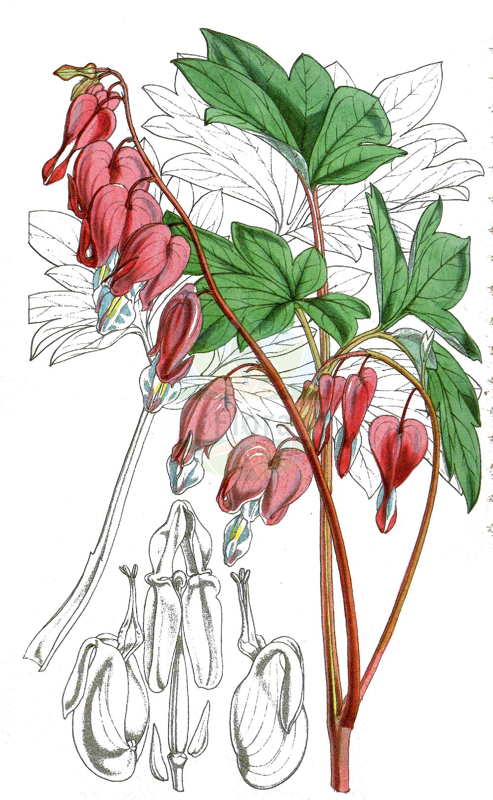 Lamprocapnos spectabilis - Papaveraceae,Plantae,Pteridobiotina,Angiosperms,Ranunculales,Papaveraceae,Fumarioideae,Fumarieae,Lamprocapnos,Lamprocapnos spectabilis,Capnorchis spectabilis, Corydalis spectabilis, Dicentra spectabilis, Diclytra spectabilis, Dielytra spectabilis, Dielytra spectabilis, Eucapnos spectabilis, Fumaria spectabilis, Hedycapnos spectabilis,Tränendes Herz;Tränende Herzblume;coeur de Marie;gebroken hartjes;дицентра великолепная;srdašca;löjtnantshjärta;lyrblomma;löjnantshjärta;løjtnantshjerte;biskupie serce;ładniczka okazała;serduszka okazała;fuji-botan;keman-sô;taitsuri-sô;yôraku-botan;ケマンソウ;タイツリソウ;フジボタン;ヨウラクボタン;nagy szívvirág;srdcovka nádherná;srdcovka nádherná;дицентра прекрасна;минђушица;hé bāo mǔ dan shǔ;荷包牡丹属