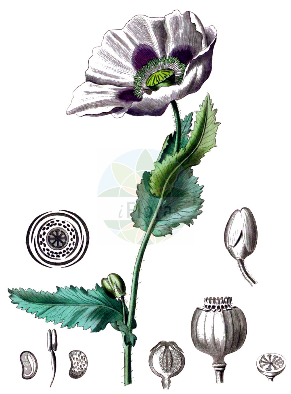 Papaver somniferum - Papaveraceae,Plantae,Pteridobiotina,Angiosperms,Ranunculales,Papaveraceae,Papaveroideae,Papavereae,Papaver,Papaver somniferum,Papaver album, Papaver album-nigrum, Papaver amoenum, Papaver amplexicaule, Papaver indehiscens, Papaver officinale, Papaver opiiferum, Papaver paeoniflorum, Papaver somniferum var. album, Papaver somniferum var. nigrum, Papaver sylvestre,Schlaf-Mohn;Garten-Mohn;Mohn;Schlafmohn;Gartenmohn;opium poppy;common poppy;commun pavot;pavot;Pavot somnifère;pavot blanc;pavot à opium;oeillette;adormidera;amapola real;Papavero domestico;papavero bianco;papavero sonnolento;papavero da opio;slaapbol;blauw maanzaad;maankop;maanzaad;dormideira;papoulo;мак опийный;мак снотворный;haşhaş;lulkuqe;cascall;vrtni mak;opiumvallmo;opievallmo;opium-valmue;mak lekarski;keshi;popî;ケシ;ポピー;vrtni mak;kerti mák;mák setý;mak siaty;мак снотворний;градински мак;сънотворен мак;opiumsvalmue;oopiumiunikko;draumsól;xaħxieħ vjola;âafyan;kharkhacha;khechash;tilidut