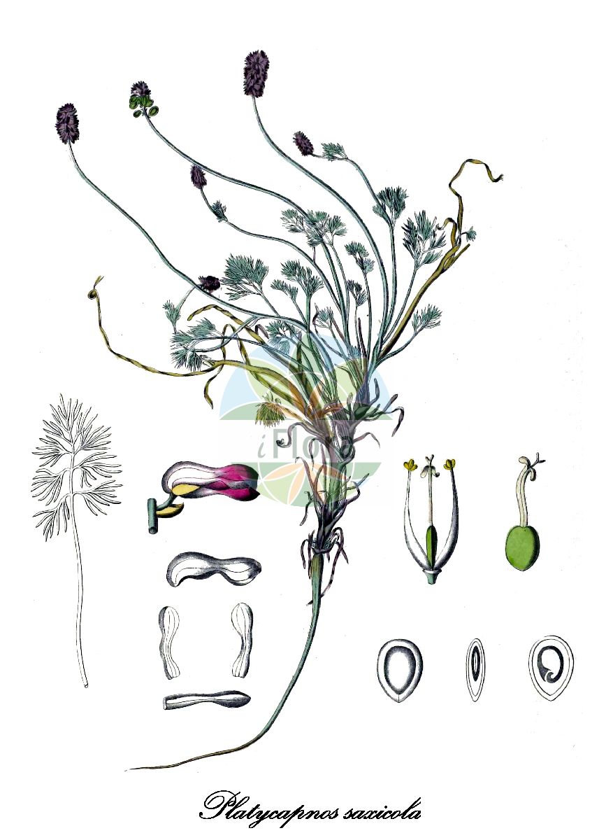 Platycapnos saxicola - Papaveraceae,Plantae,Pteridobiotina,Angiosperms,Ranunculales,Papaveraceae,Fumarioideae,Fumarieae,Platycapnos,Platycapnos saxicola,Fumaria saxicola